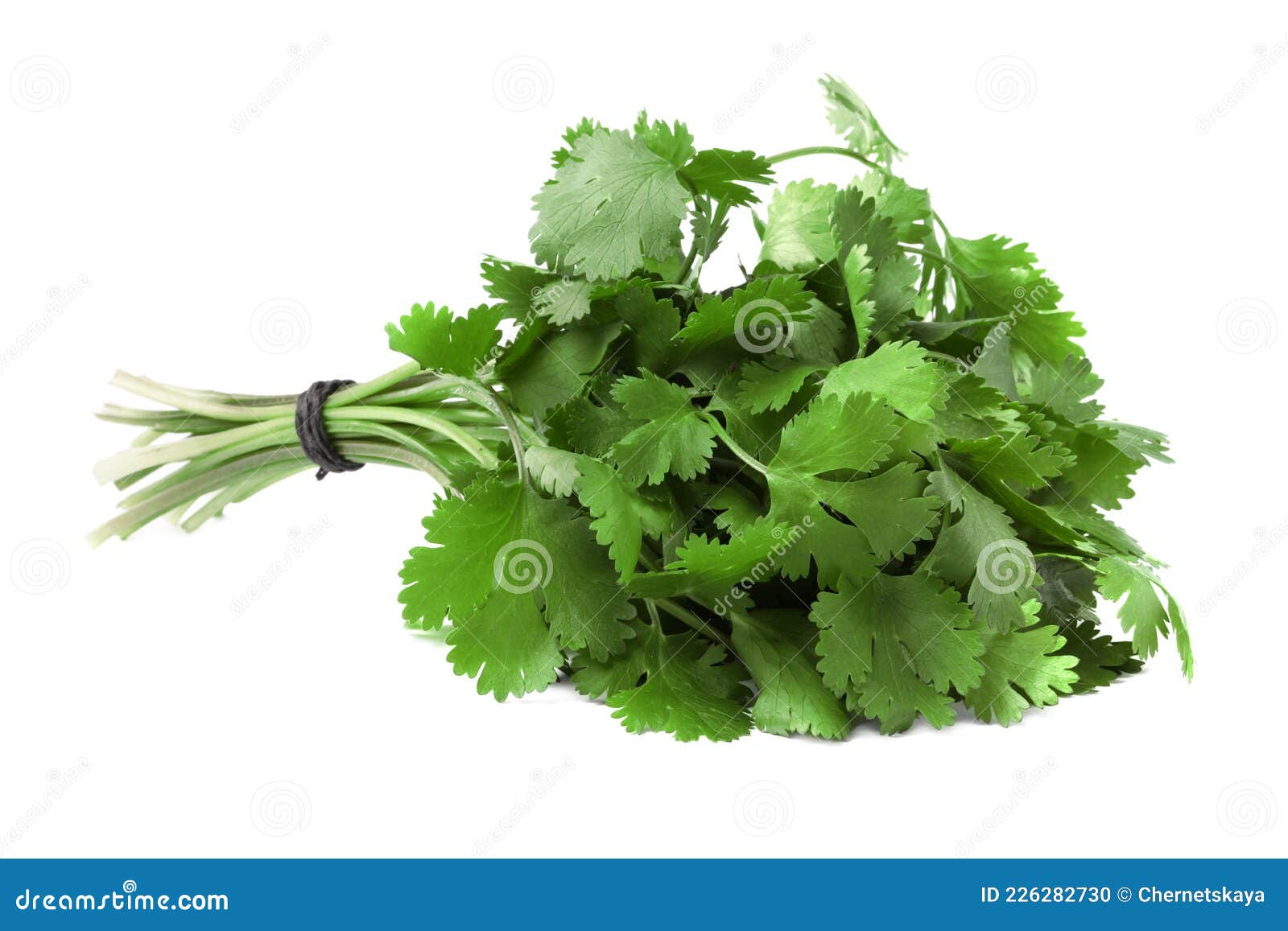 Bunch of Fresh Green Organic Cilantro Isolated on White Stock Photo