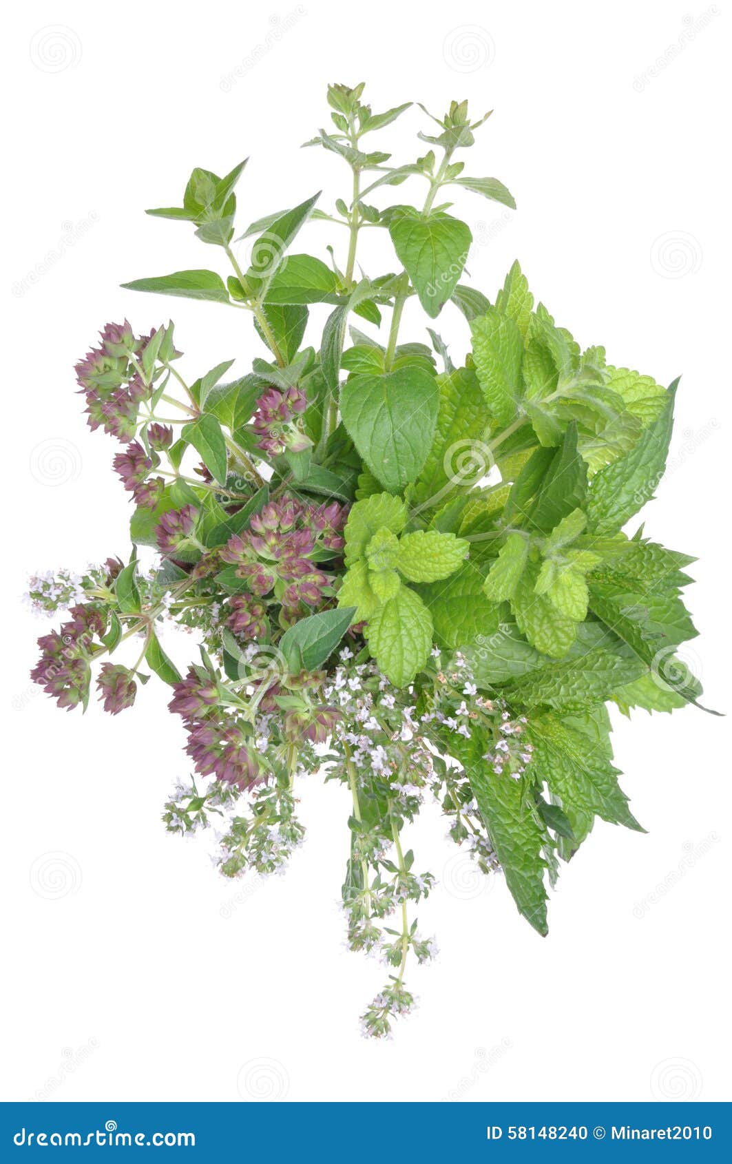 Bunch Fresh Herbs Mint, Thyme, Lemon Balm Stock Photo Image of botany
