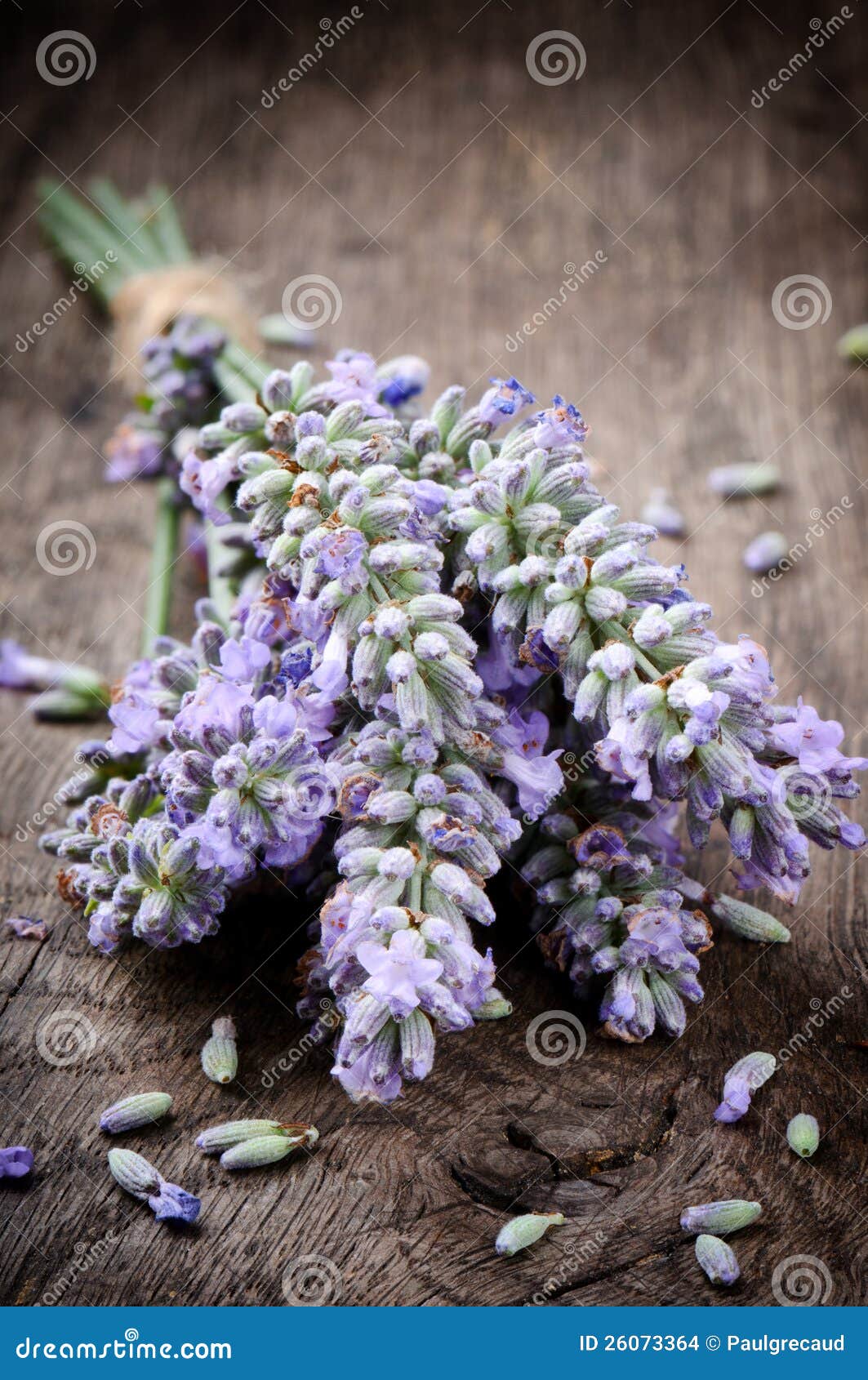 Bunch of fresh lavender stock photo. Image of color, fresh 26073364