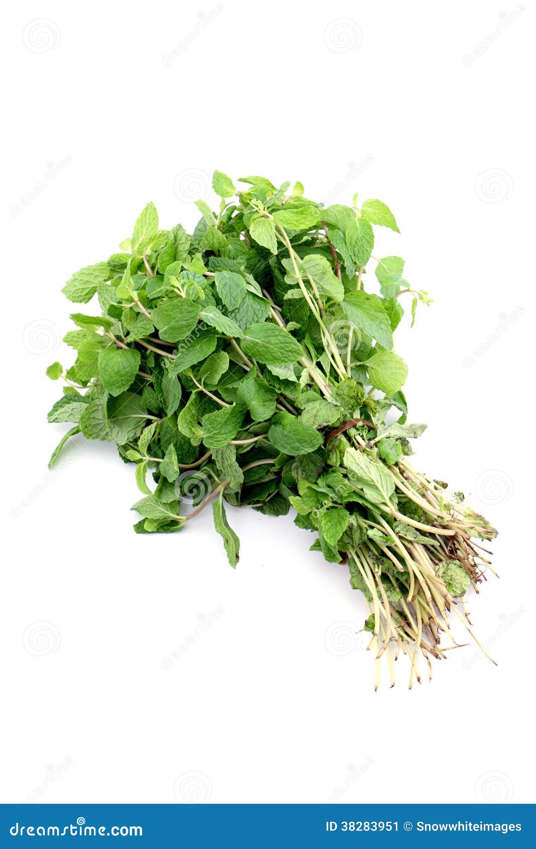 Bunch of fresh mint leaves stock image. Image of bunch 38283951
