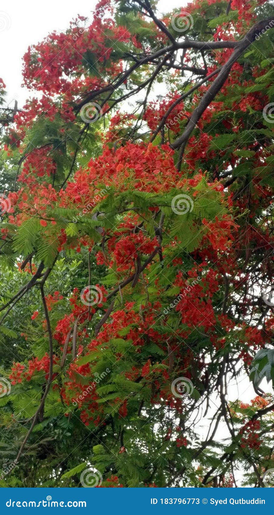 A Bunch of Fresh Orange Flowers Stock Image Image of branch