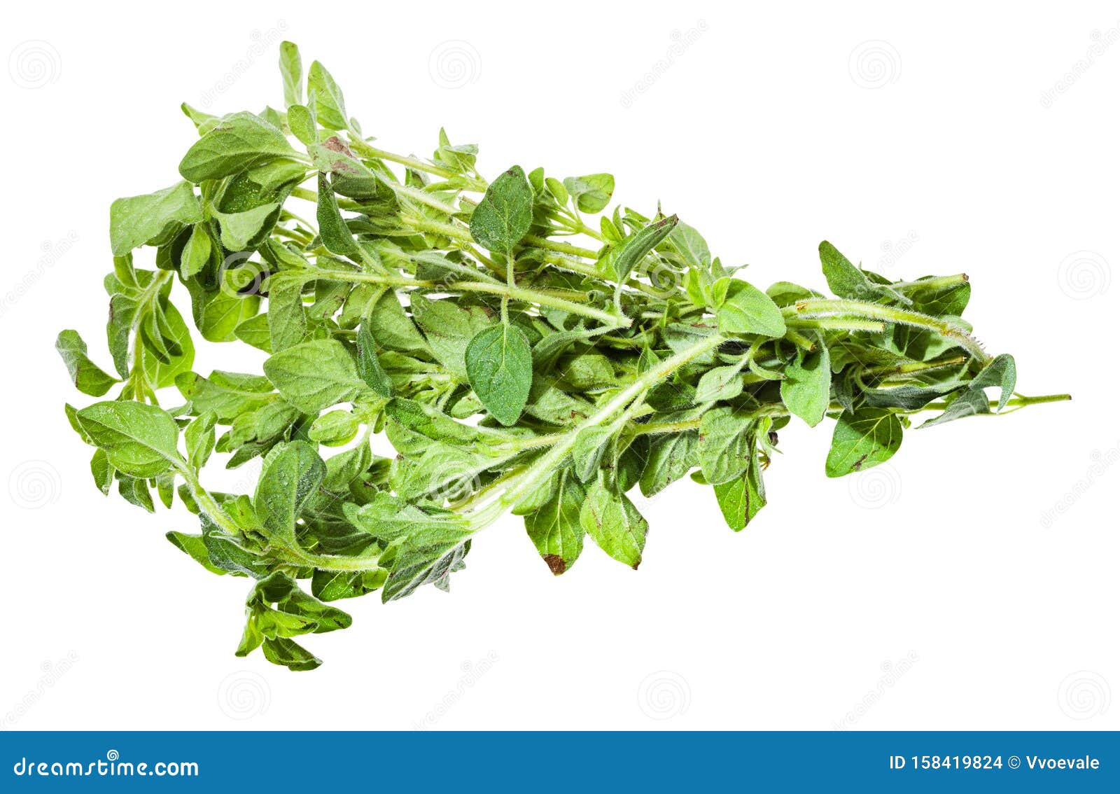 Bunch of Fresh Oregano Herb Isolated on White Stock Photo Image of
