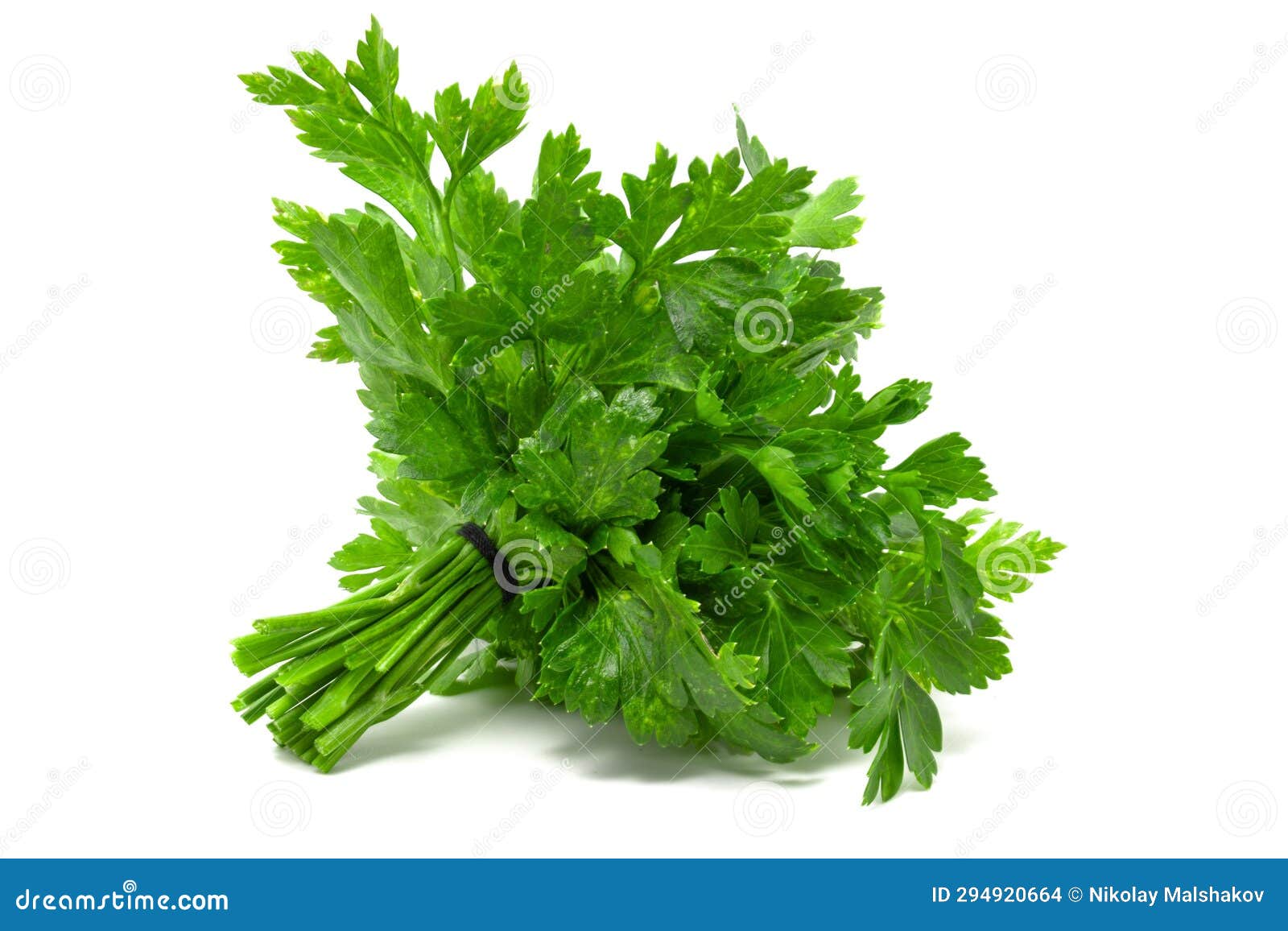 Bunch of Fresh Parsley Isolated on White Background. Stock Photo