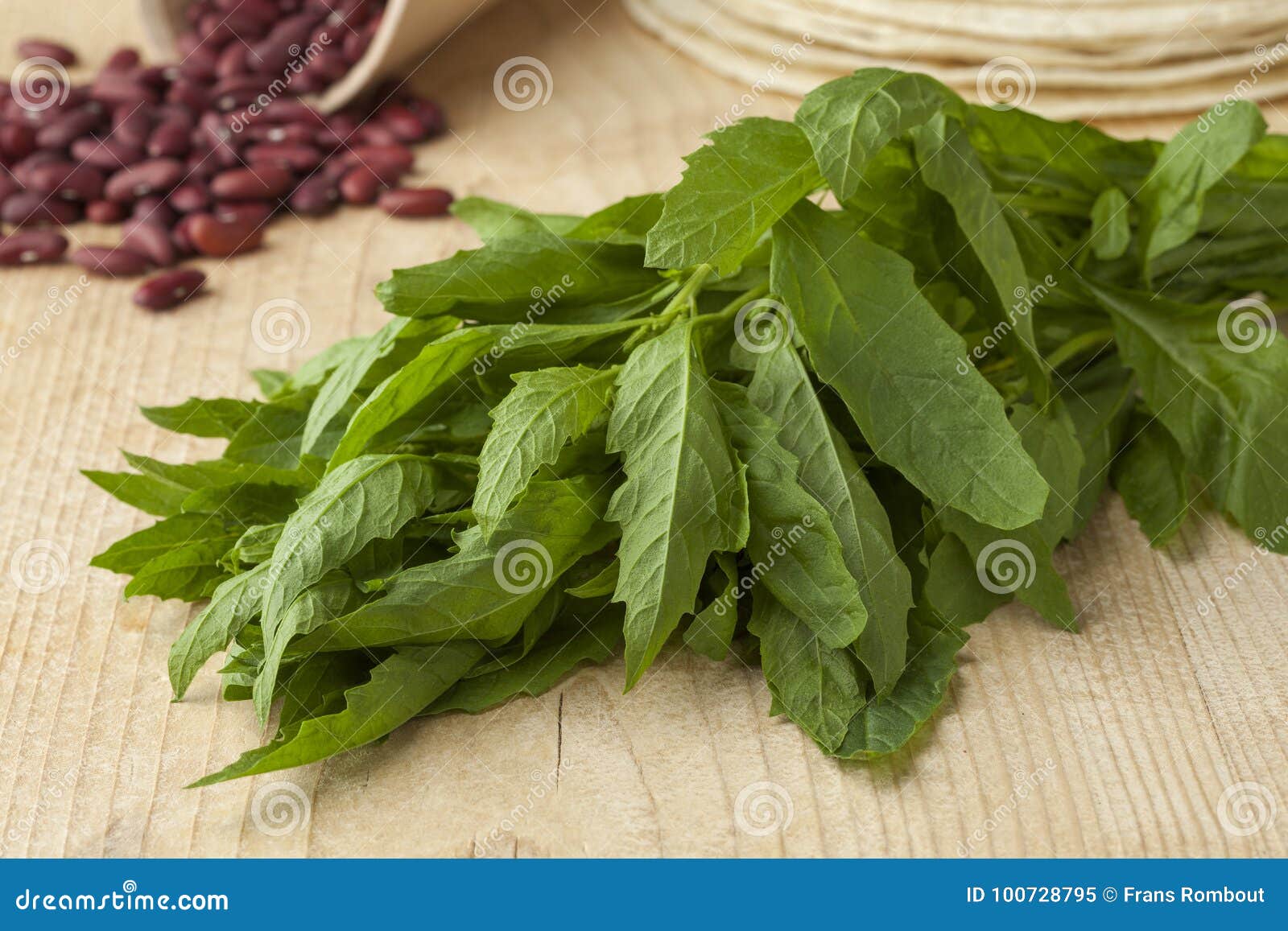 Bunch of fresh epazote stock image. Image of bunch, green 100728795