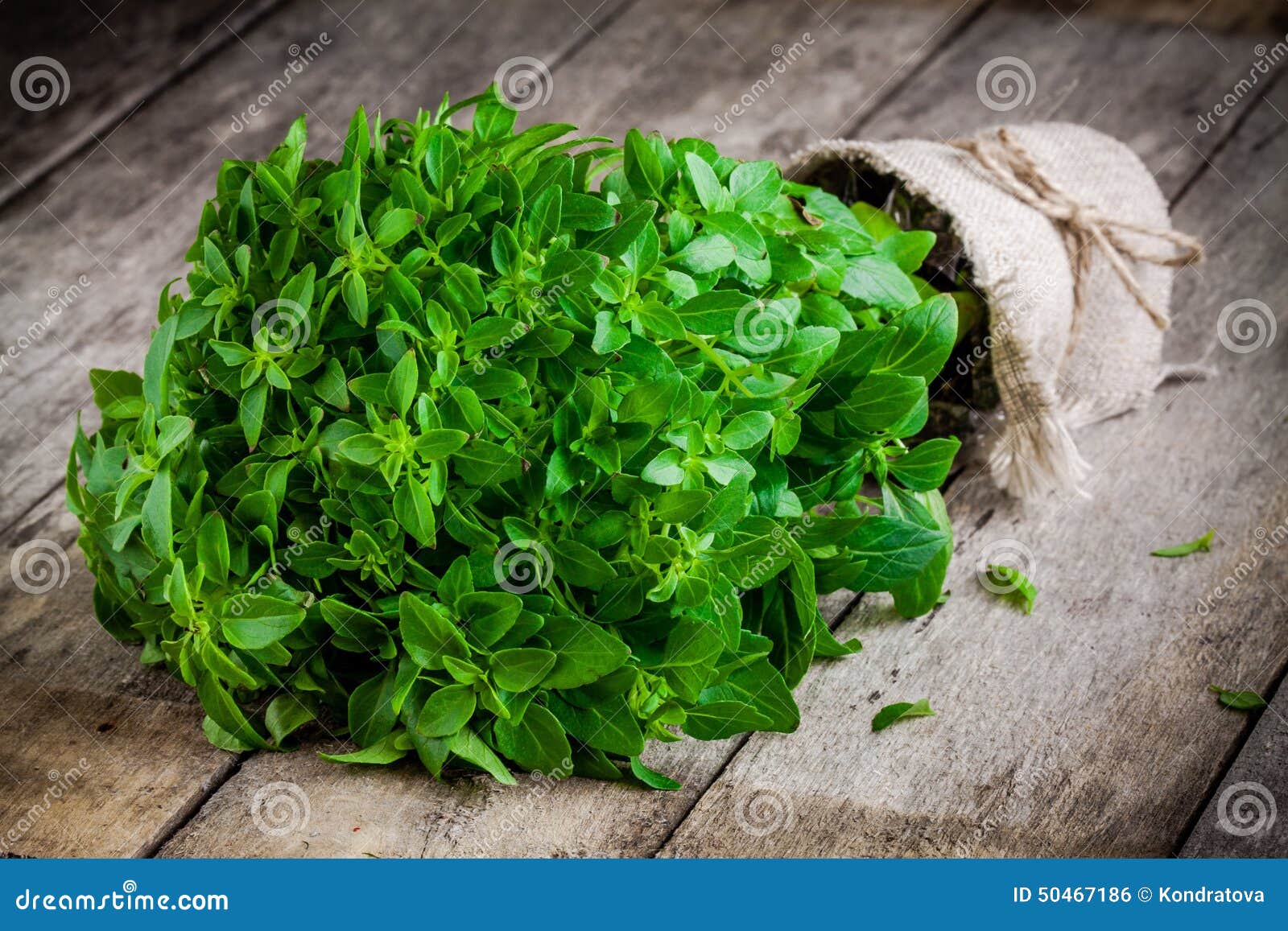 Bunch of Fresh Raw Organic Basil Stock Photo - Image of green, medicine
