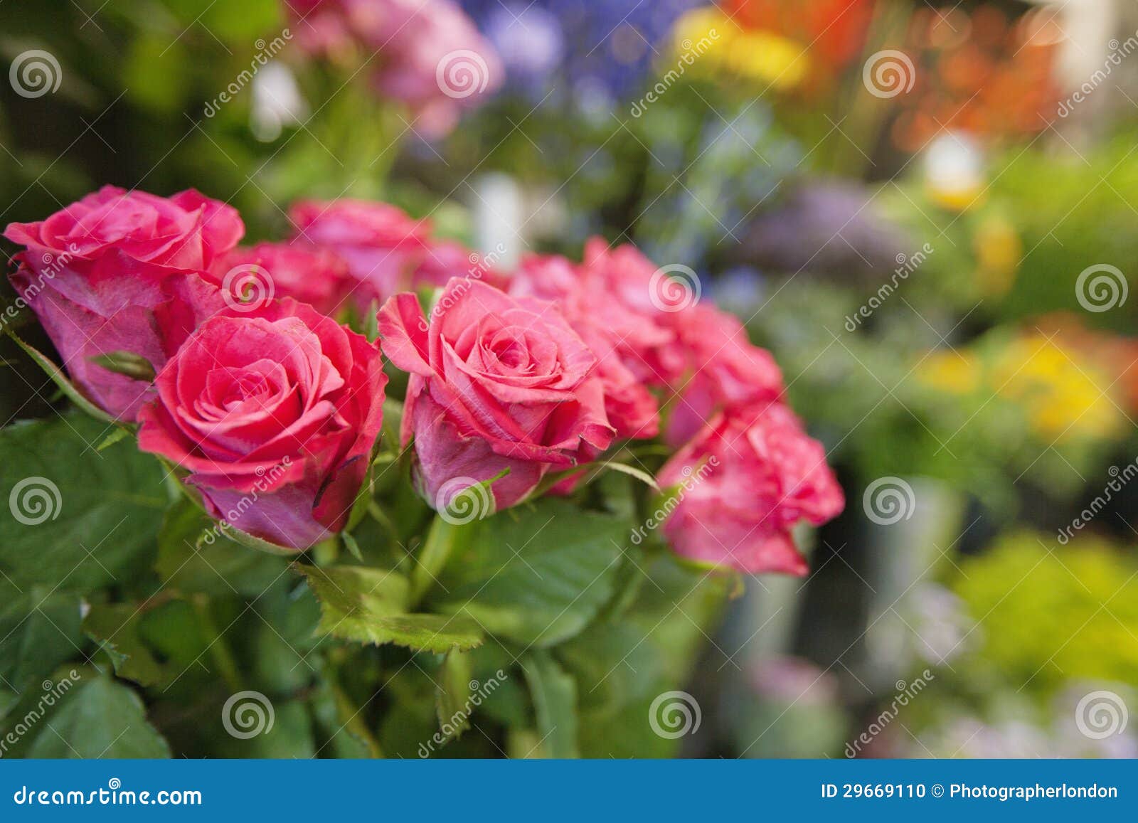 Bunch of Fresh Roses at Flower Shop Stock Photo Image of bouquet, business 29669110