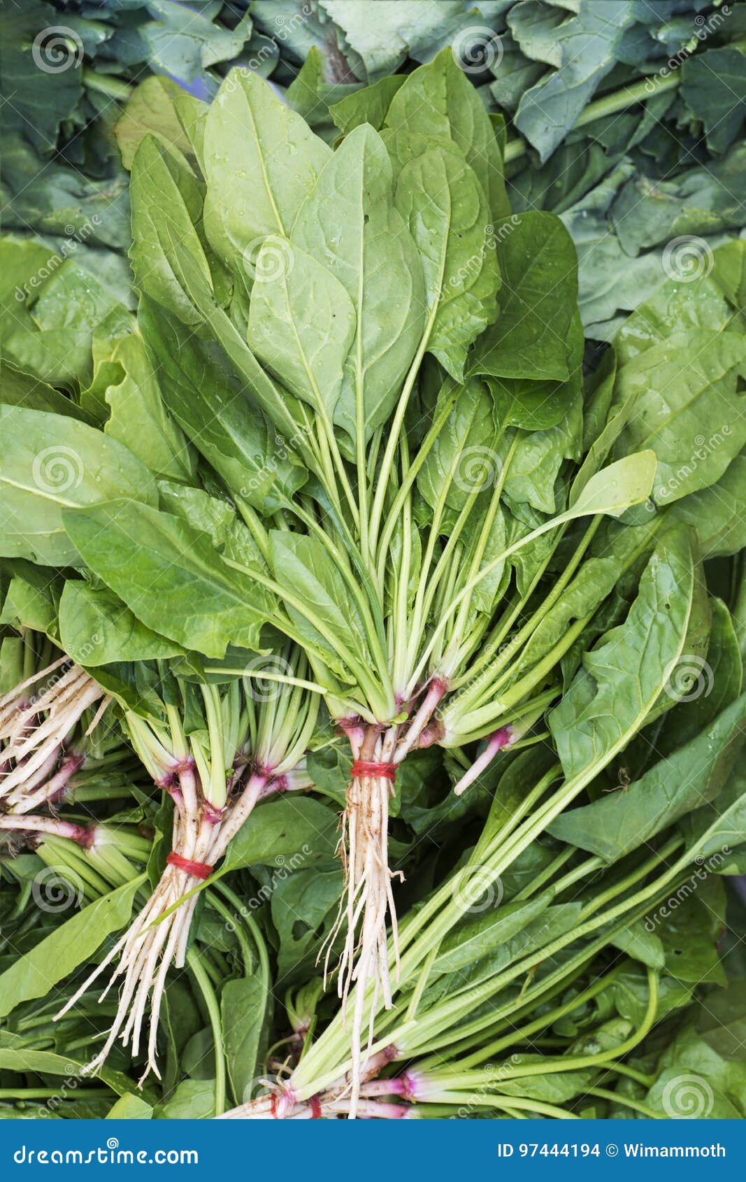 Bunch of Fresh Spinach Leaves. Stock Photo Image of plant, natural