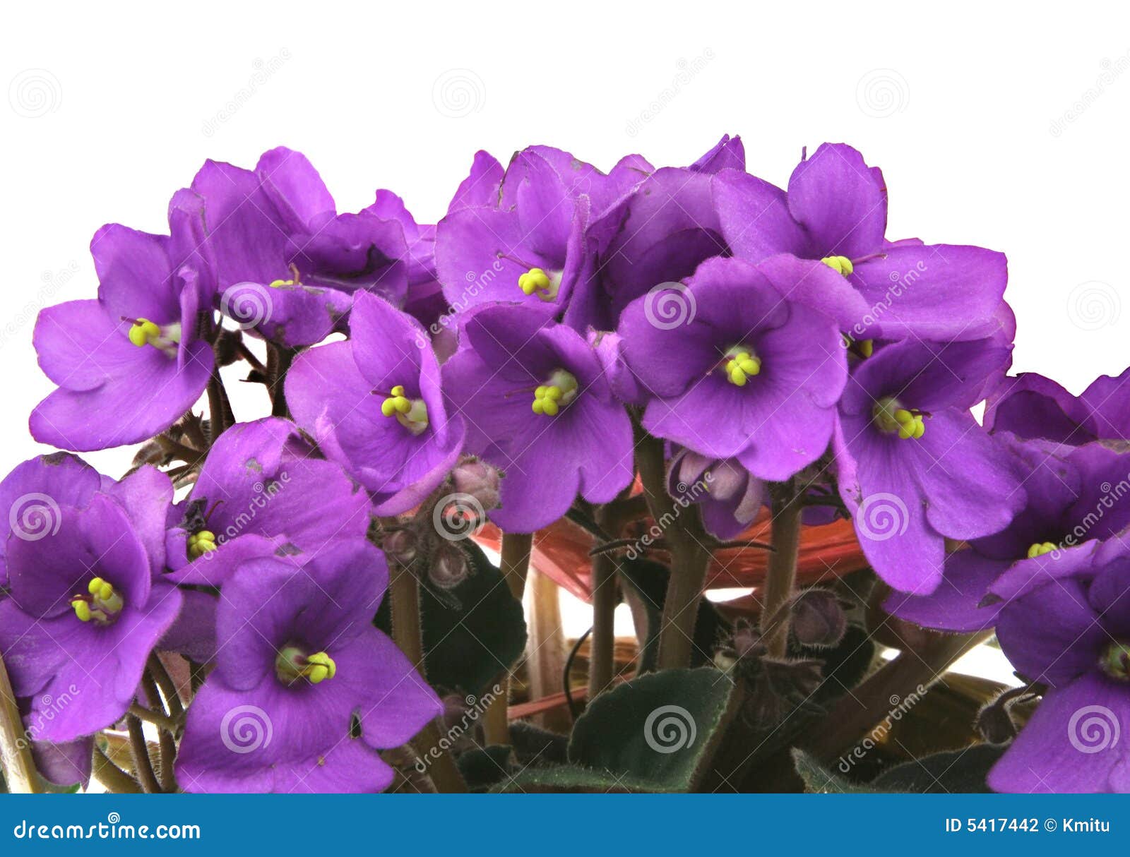 Bunch of Fresh Violets on White Stock Photo Image of isolation
