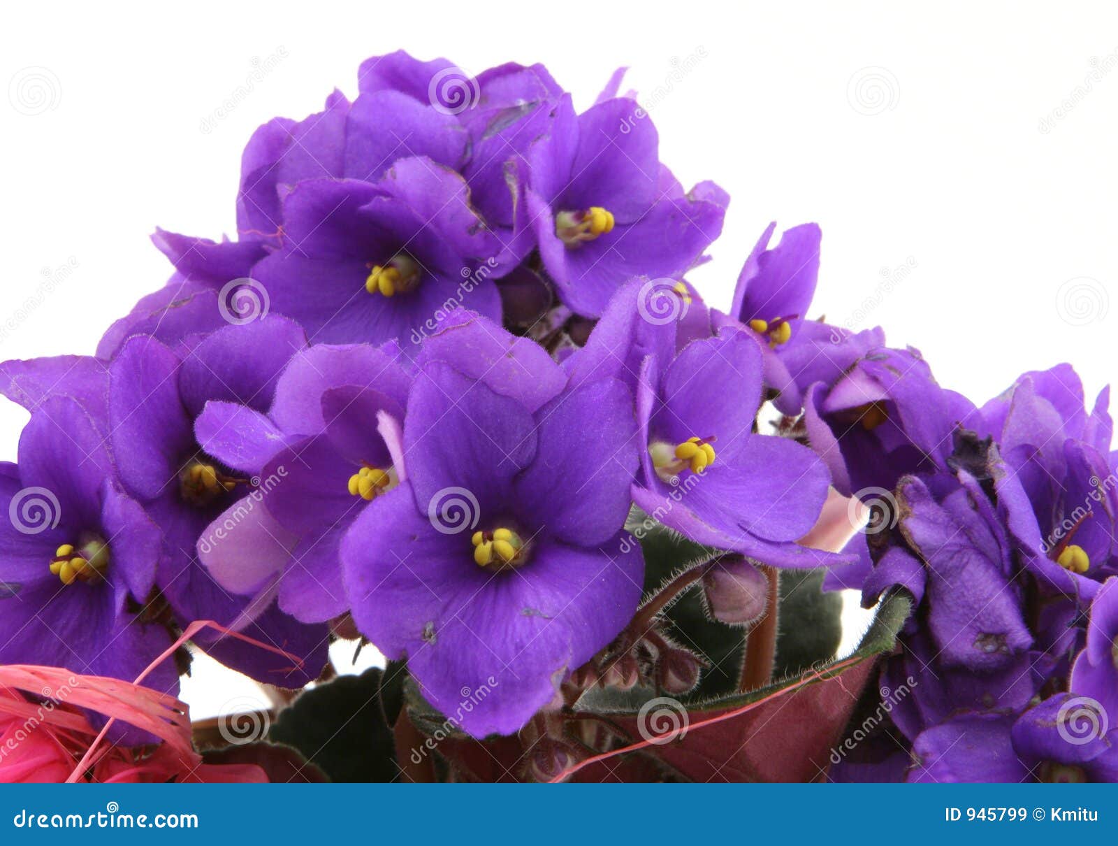 Bunch of Fresh Violets on White Stock Image Image of isolate