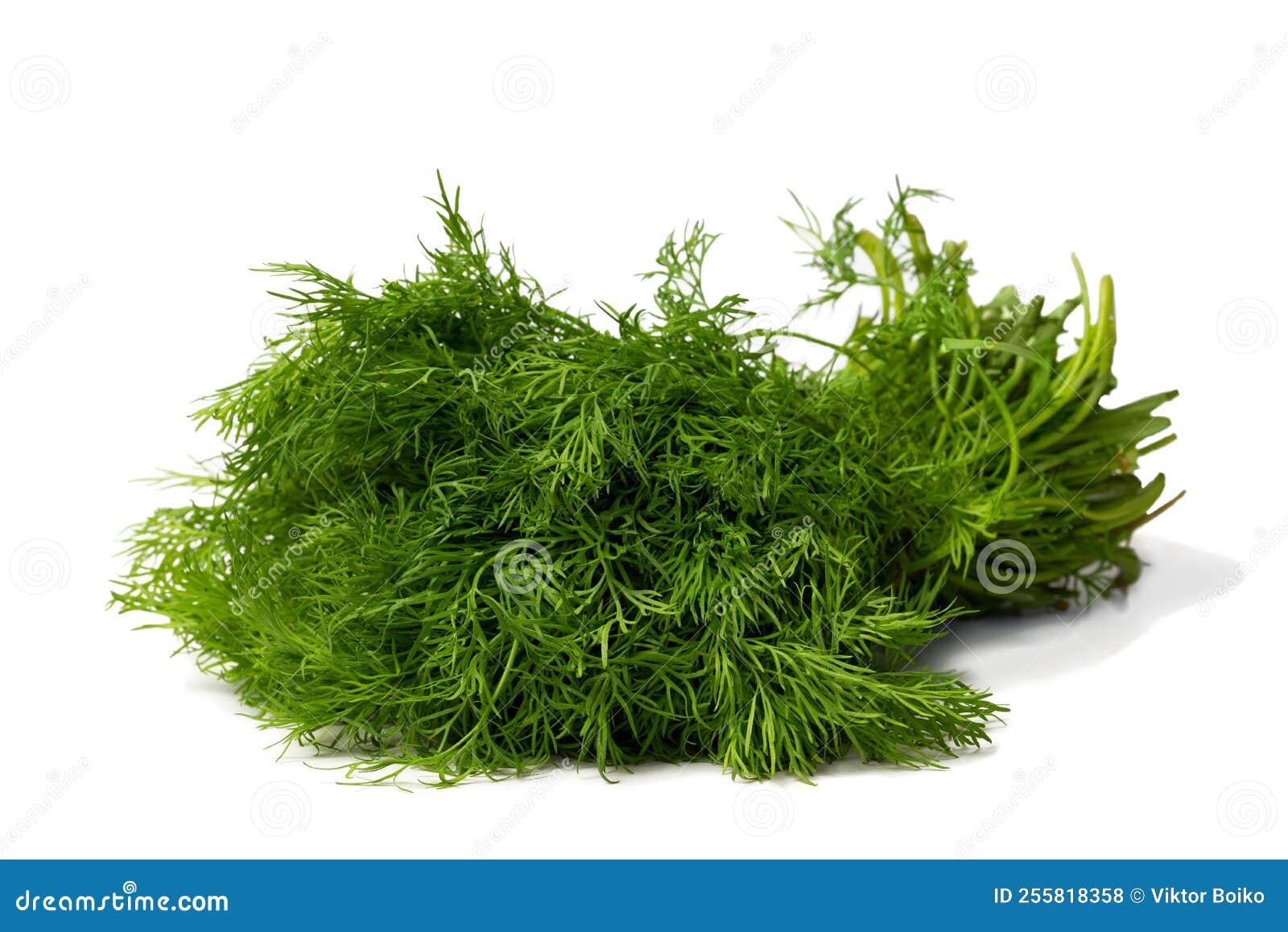 Bunch of Freshly Cut and Washed Dill Leaves Stock Photo Image of