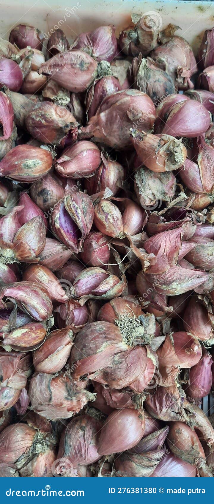 175 Harvested Shallots Stock Photos - Free & Royalty-Free Stock Photos from  Dreamstime