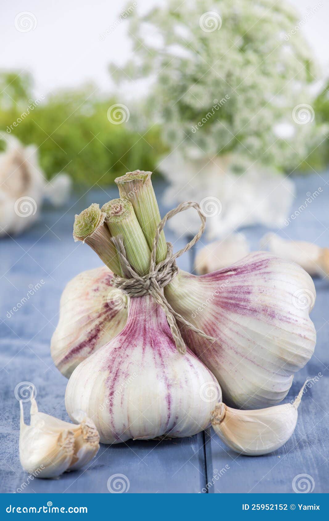 Bunch of Garlic stock photo. Image of still, macro, life - 25952152