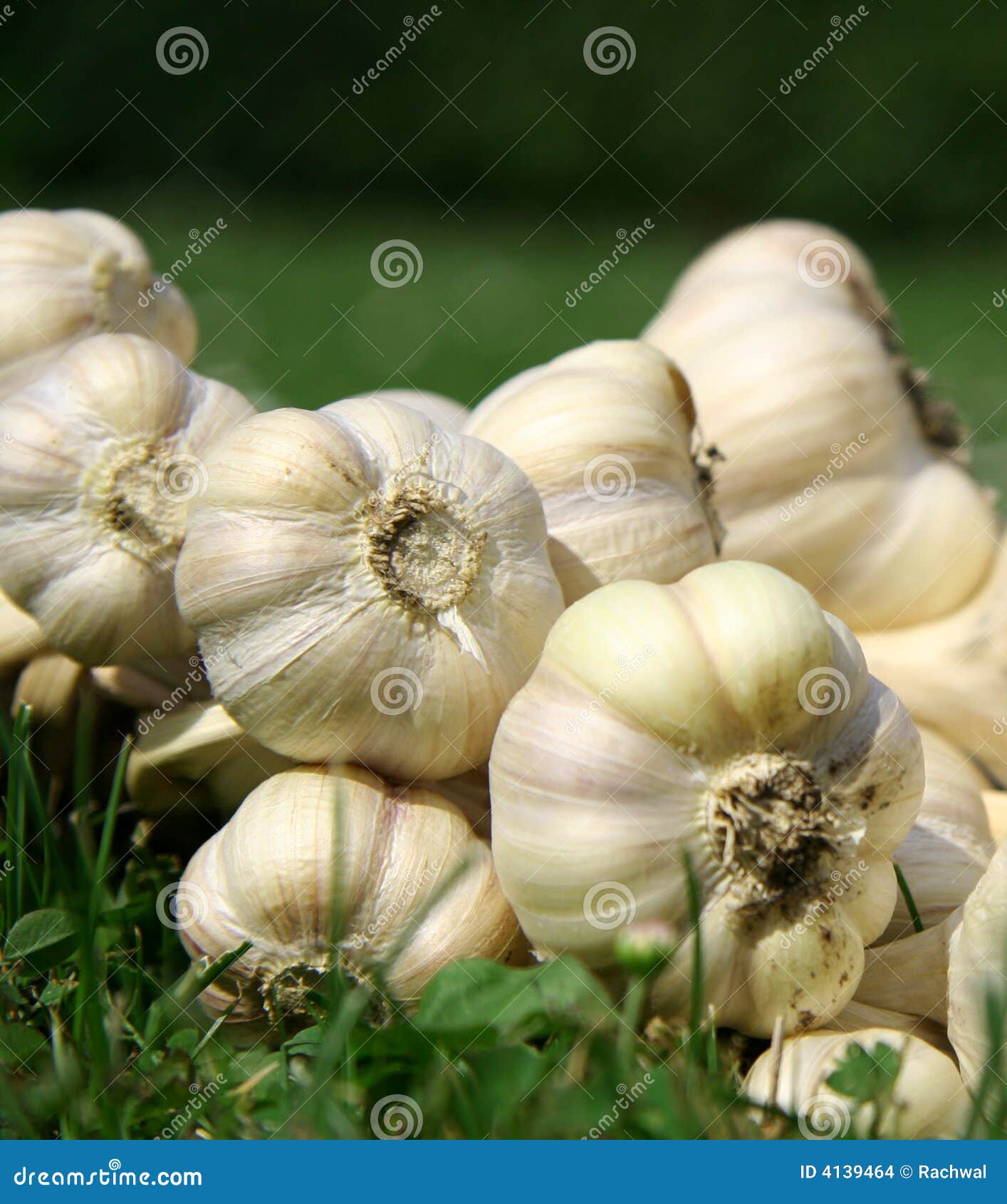 Bunch of garlic stock photo. Image of herb, bulbs, bulb - 4139464
