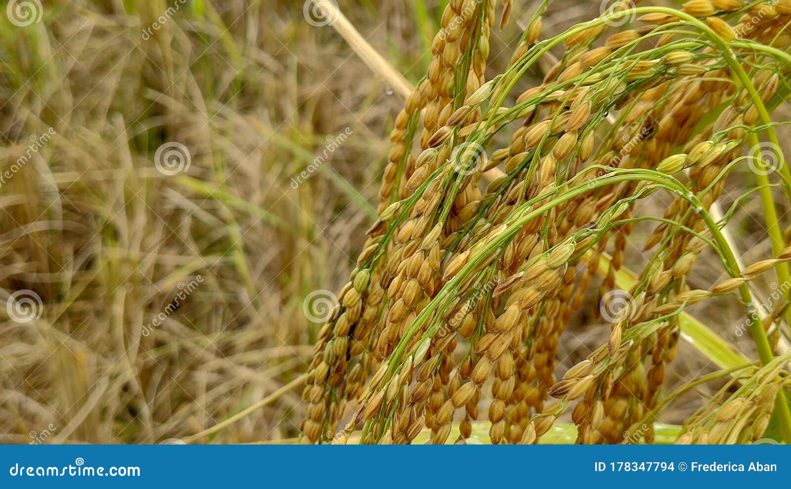 Bunch of Golden Paddy Grain Ready To Be Harvested Stock Photo Image of watercontrolling