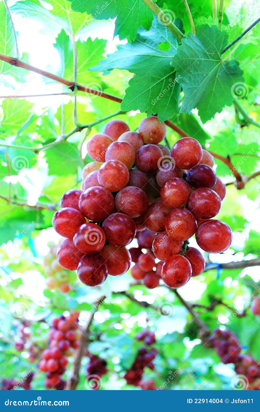 Bunch of grapes stock photo. Image of nature, food, healthy 22914004