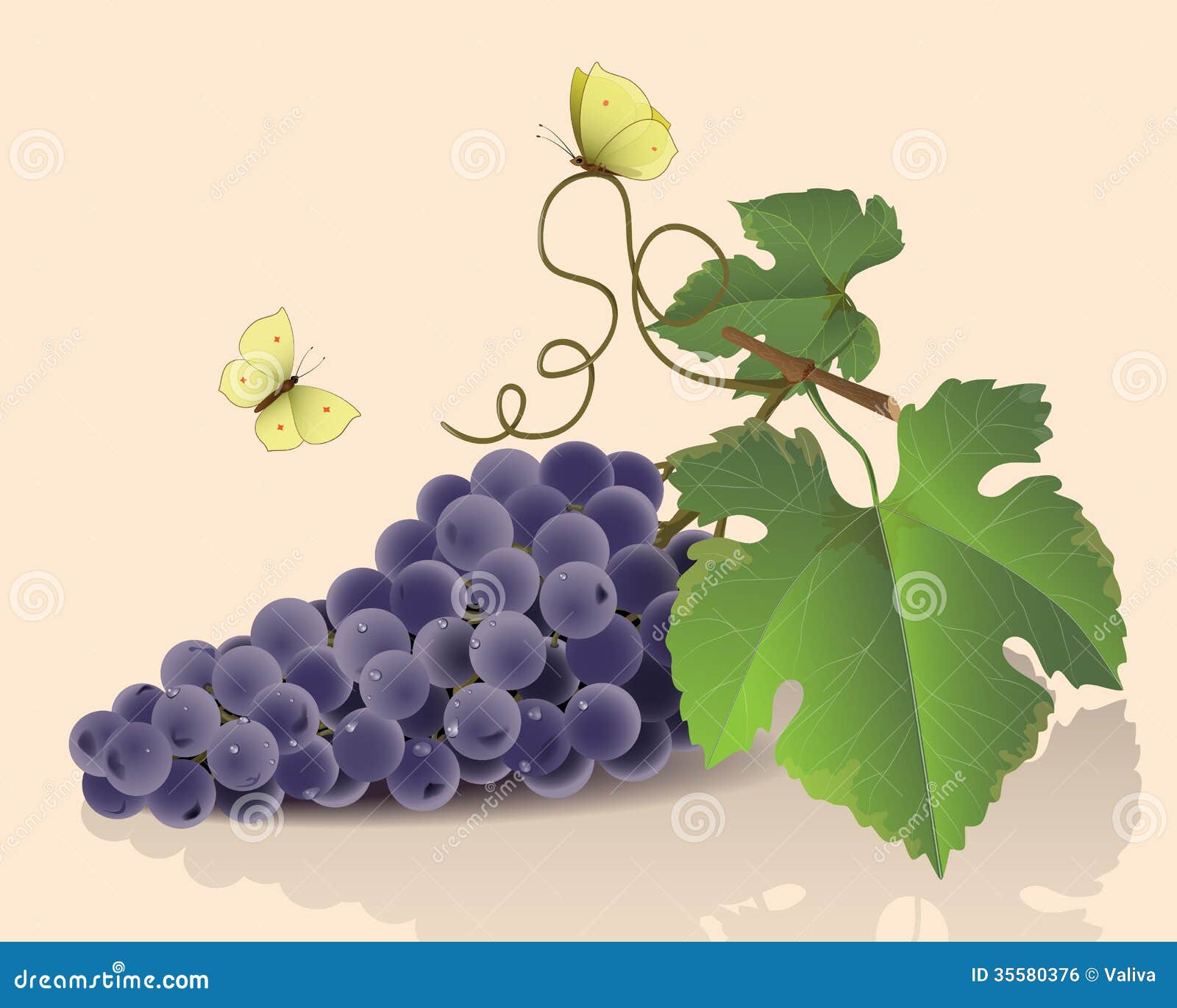 Bunch of Grapes and Butterflies Stock Vector Illustration of green