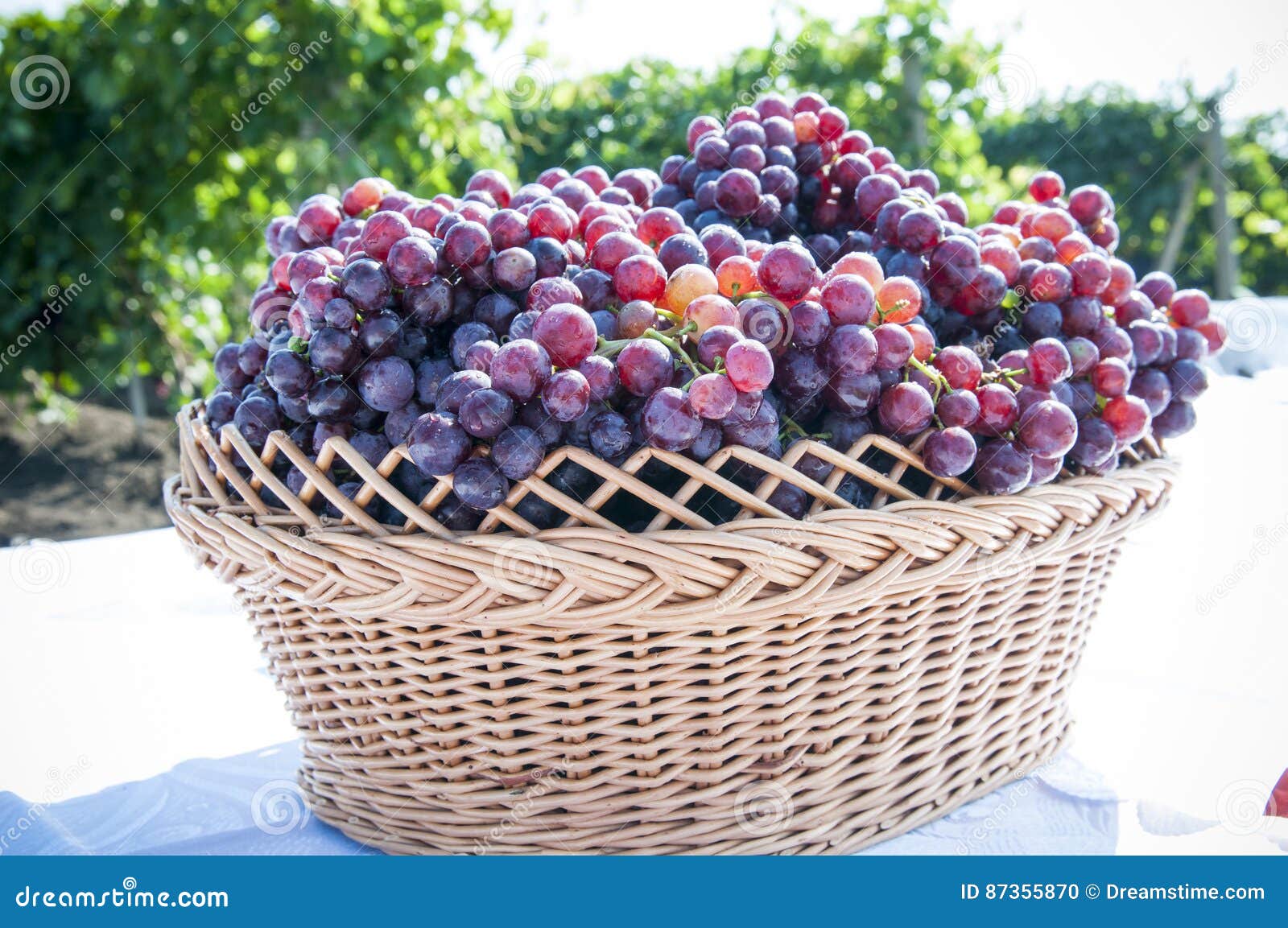 Bunch of grapes stock photo. Image of grapevine, winery 87355870