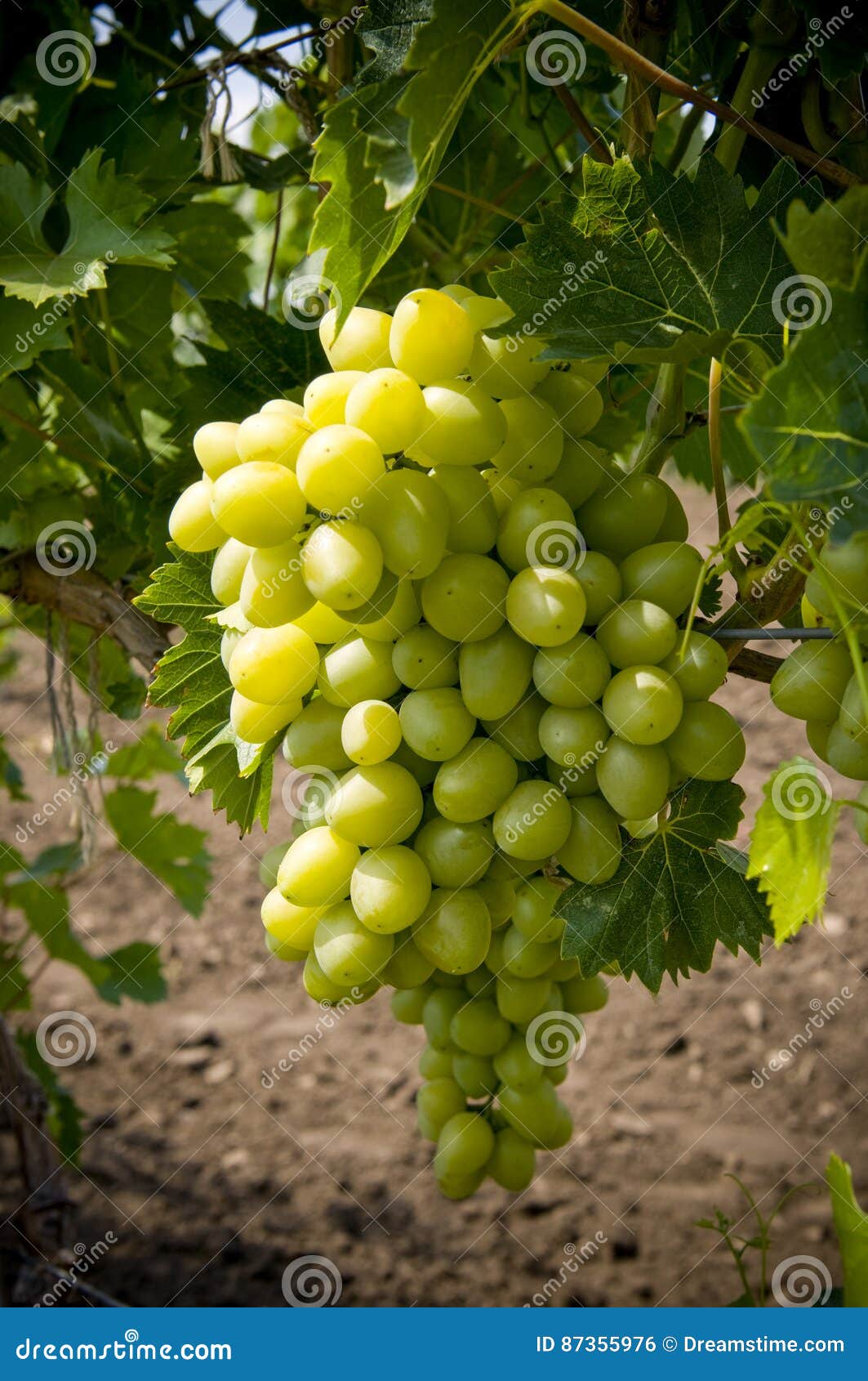 Bunch of grapes stock photo. Image of plantation, grapevines 87355976
