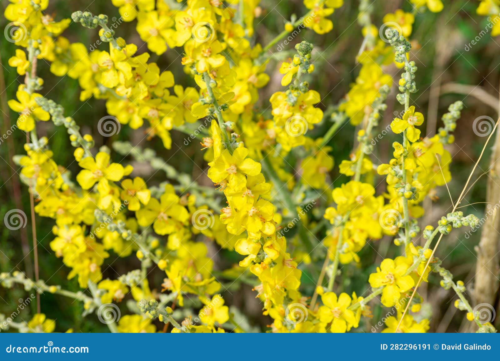 Bunch of Grapes on the Vine Plant Stock Image Image of growing, drink