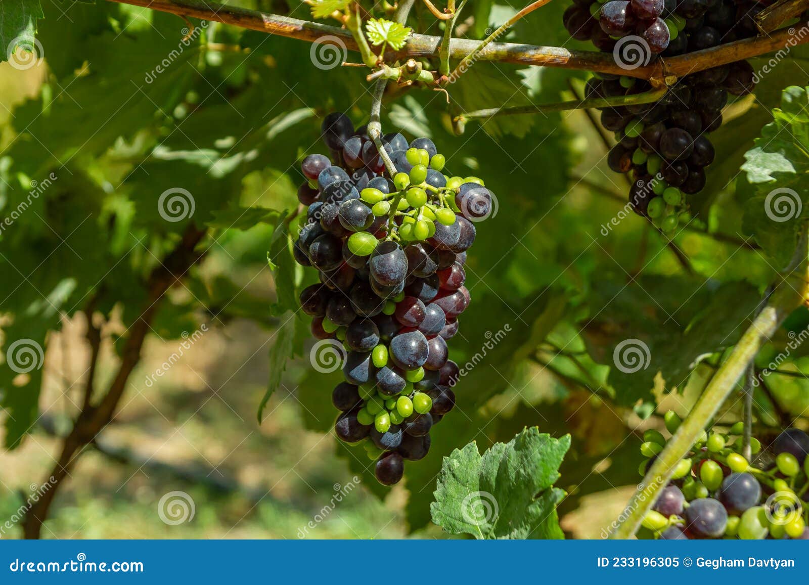 Bunch of Grapes, Bunch of Grapes in the Vinery Stock Image Image of