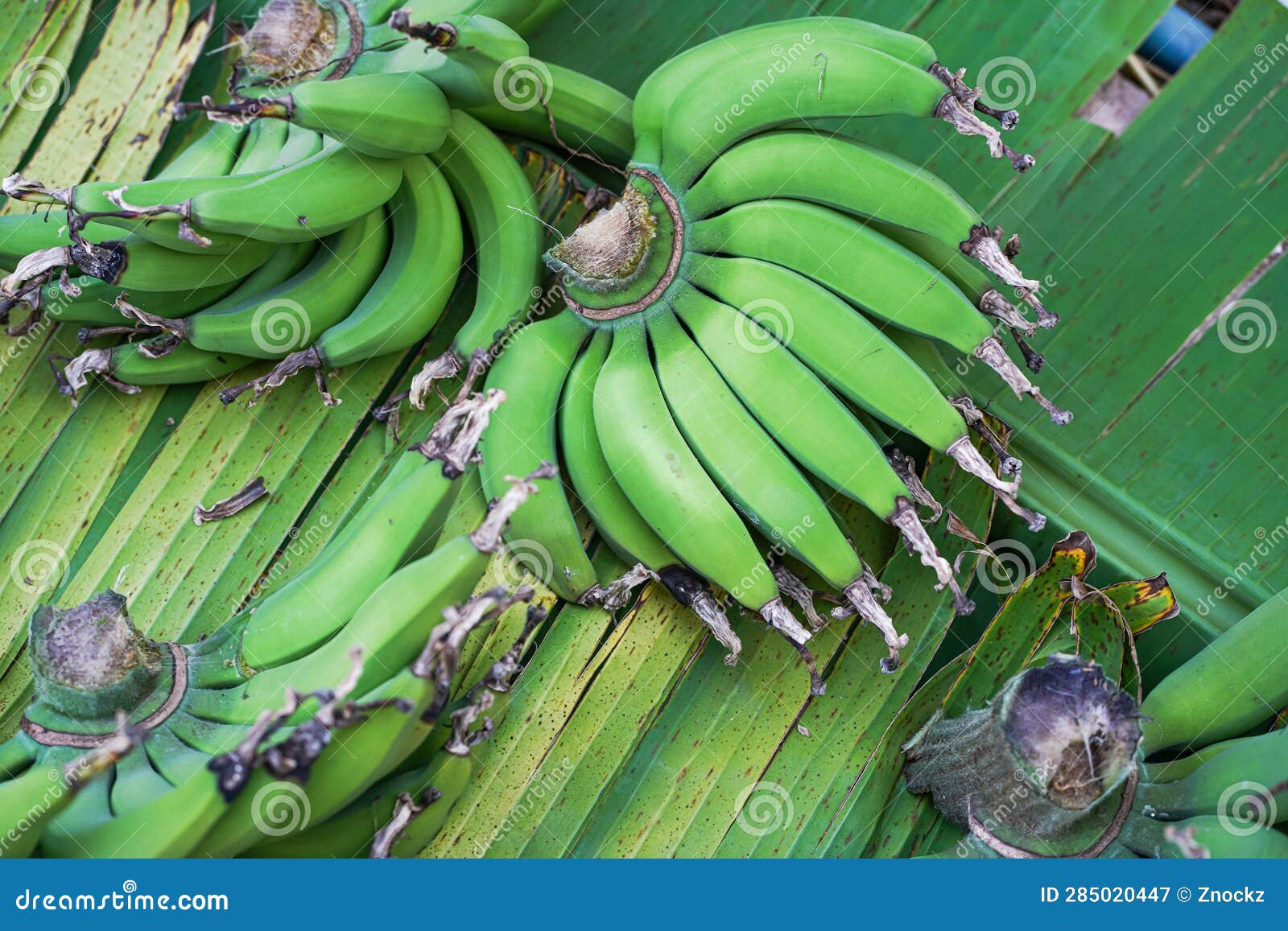 Bunch of Green Bananas on Banana Leaf Stock Image Image of tasty