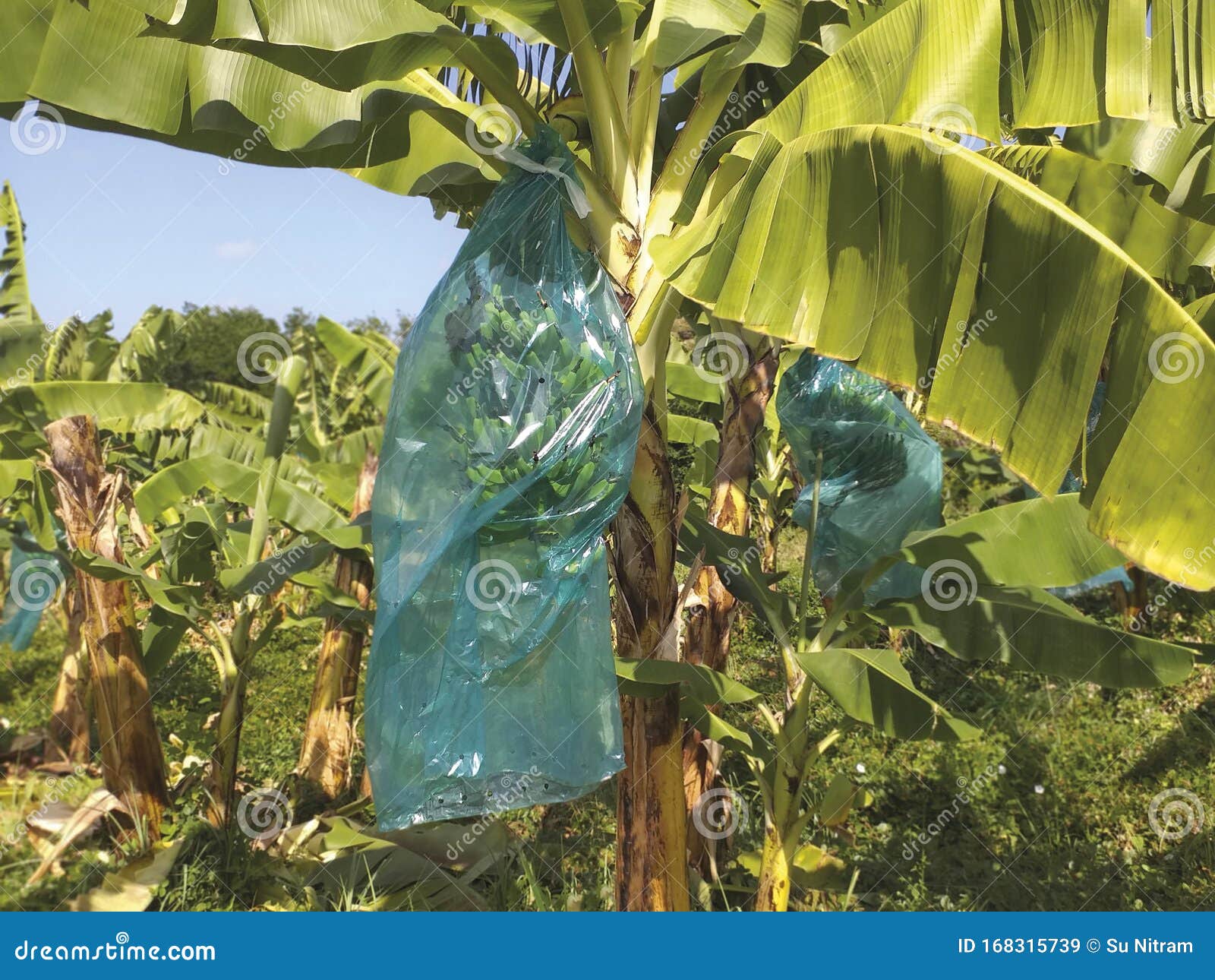 bunch of green bananas protected with blue plastic bag growing on the banana tree in french west indies. martinique tropical