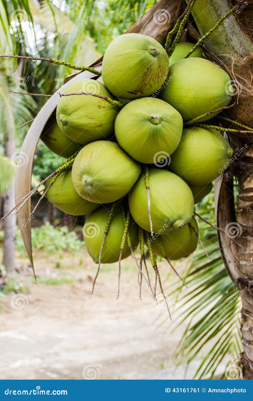 Bunch Green Coconut Fruit on Tree. Stock Image Image of nutrition, bunch 43161761
