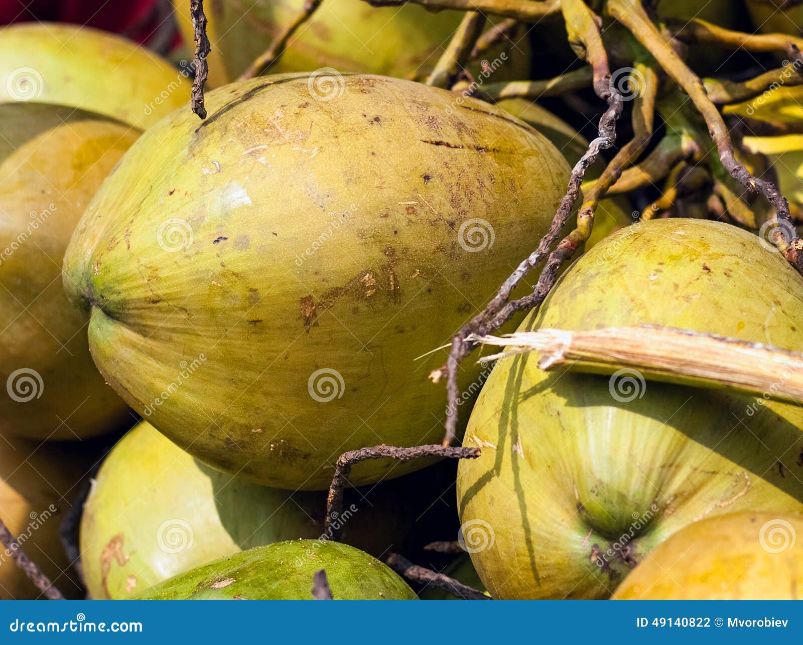 Bunch of green coconuts stock photo. Image of fruit, fiber 49140822