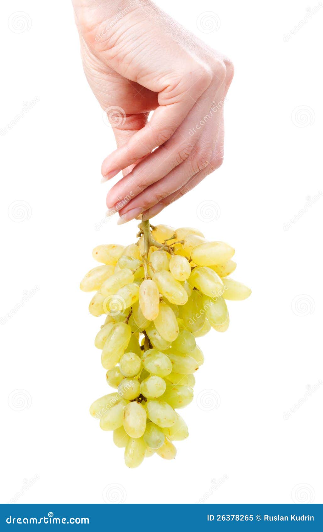 Bunch of a green grapes in hand of the woman. Woman hand holding bunch of green grapes isolated on the white background