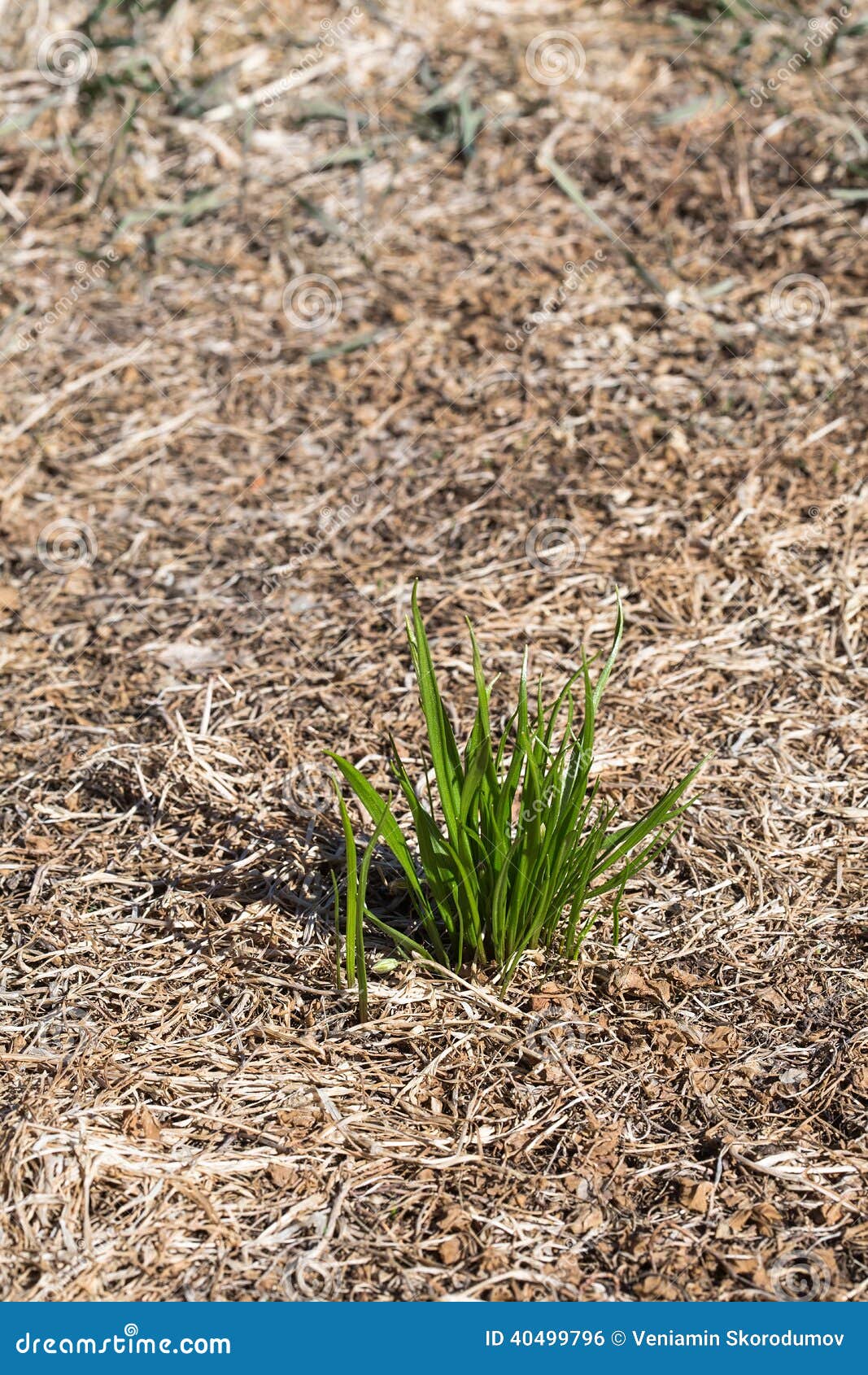 Bunch Of Green Grass. The Concept Of Survival And Prosperity. Stock ...