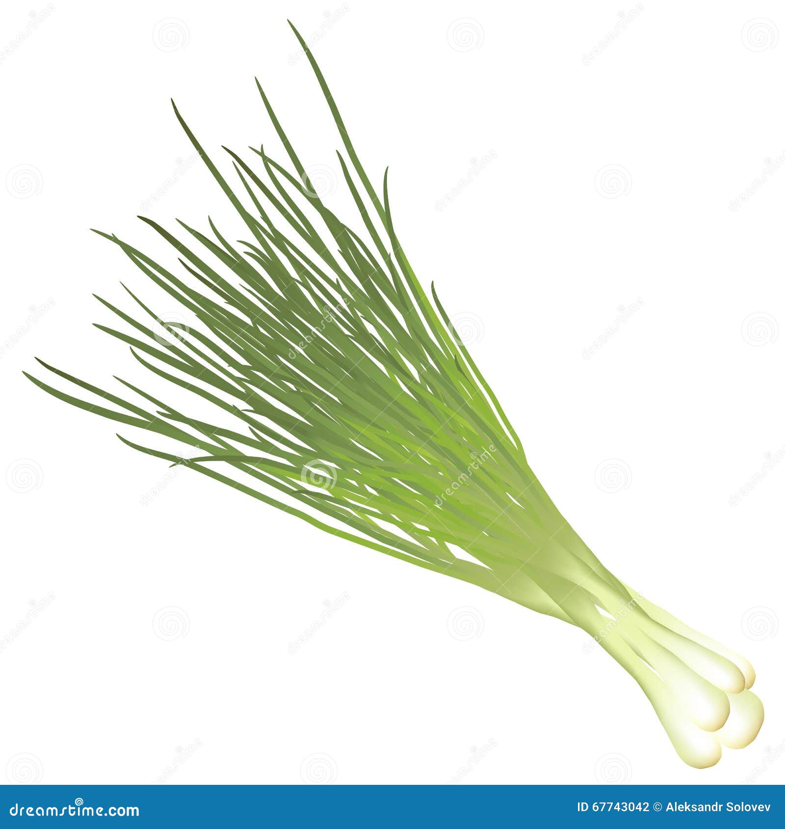 Bunch green onions stock vector. Illustration of nutrition 67743042