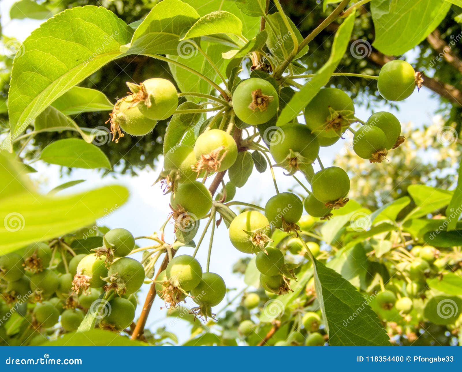 wild apples thoreau wild apples thoreau