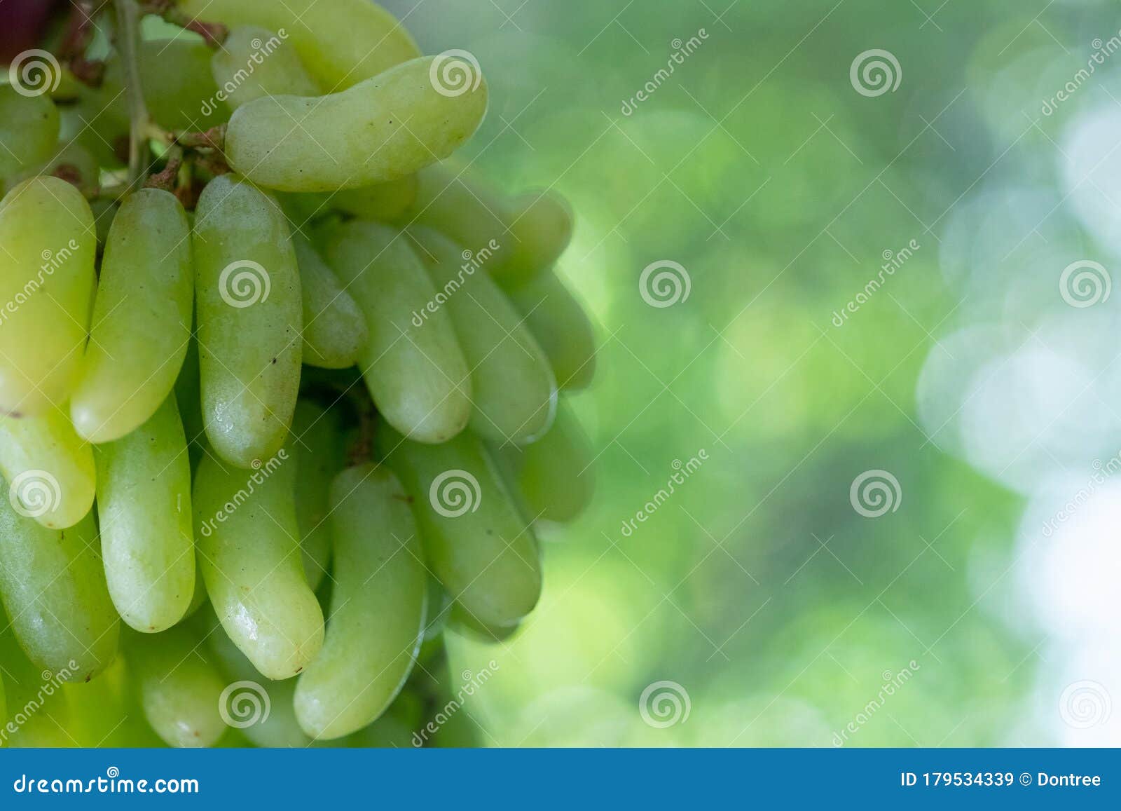 https://thumbs.dreamstime.com/z/bunch-healthy-delicious-green-grapes-seeds-fresh-179534339.jpg