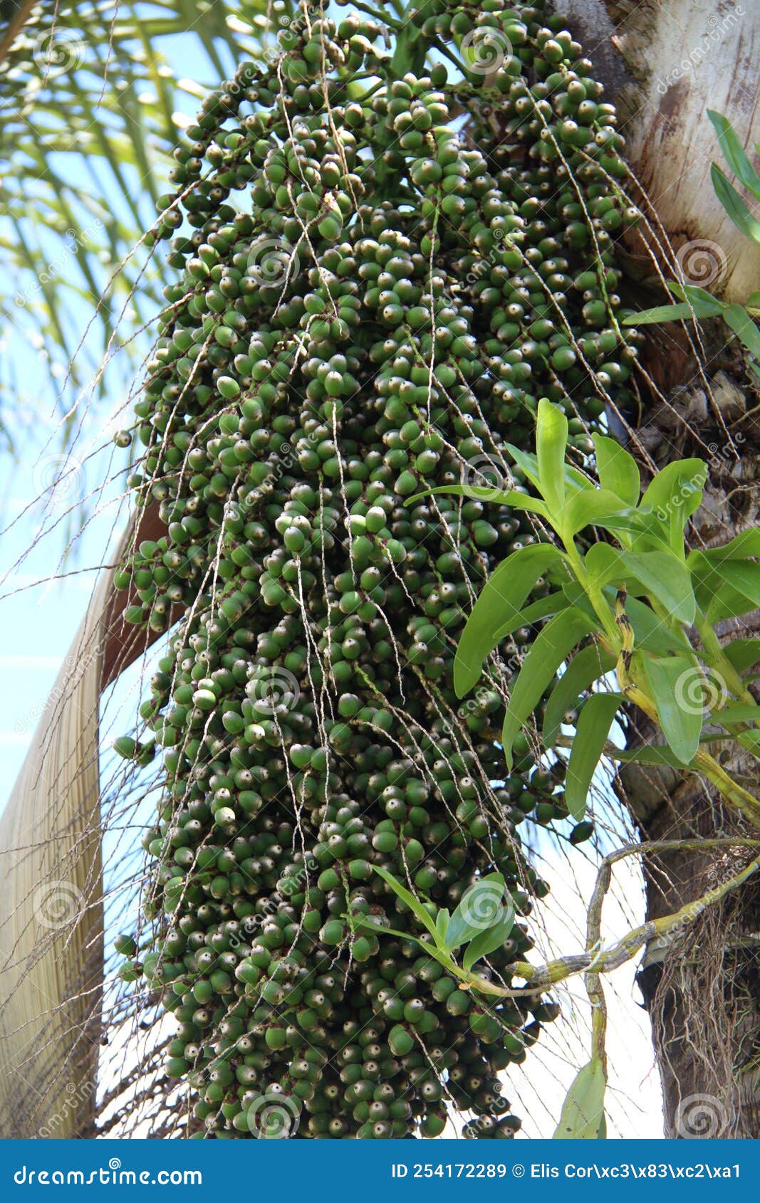 bunch of jerivÃÂ¡ (syagrus romanzoffiana).