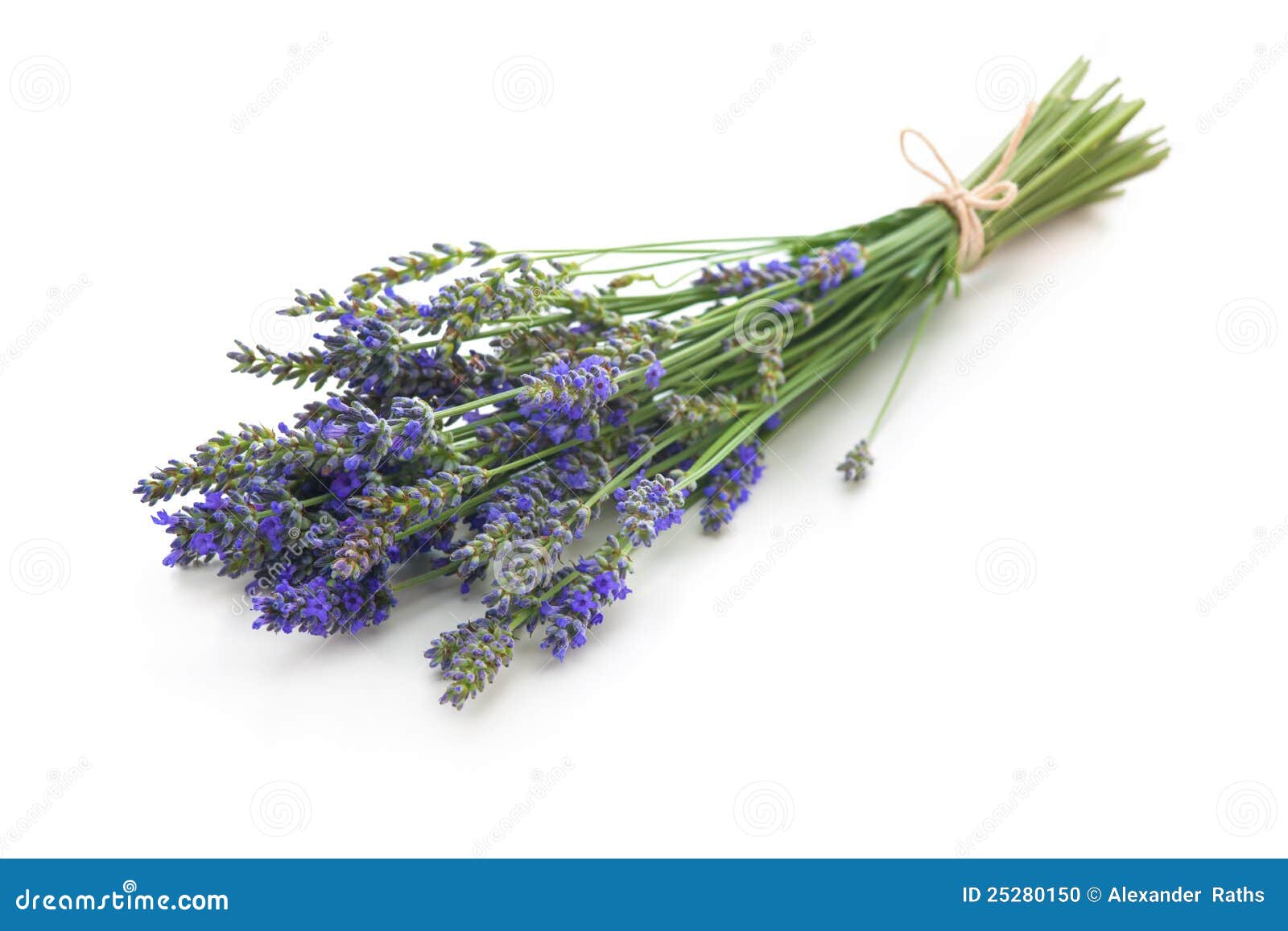 Bunch of lavender stock photo. Image of color, flora - 25280150