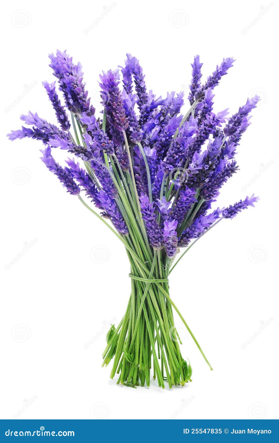 Bunch of lavender stock image. Image of herbal, blossom - 25547835