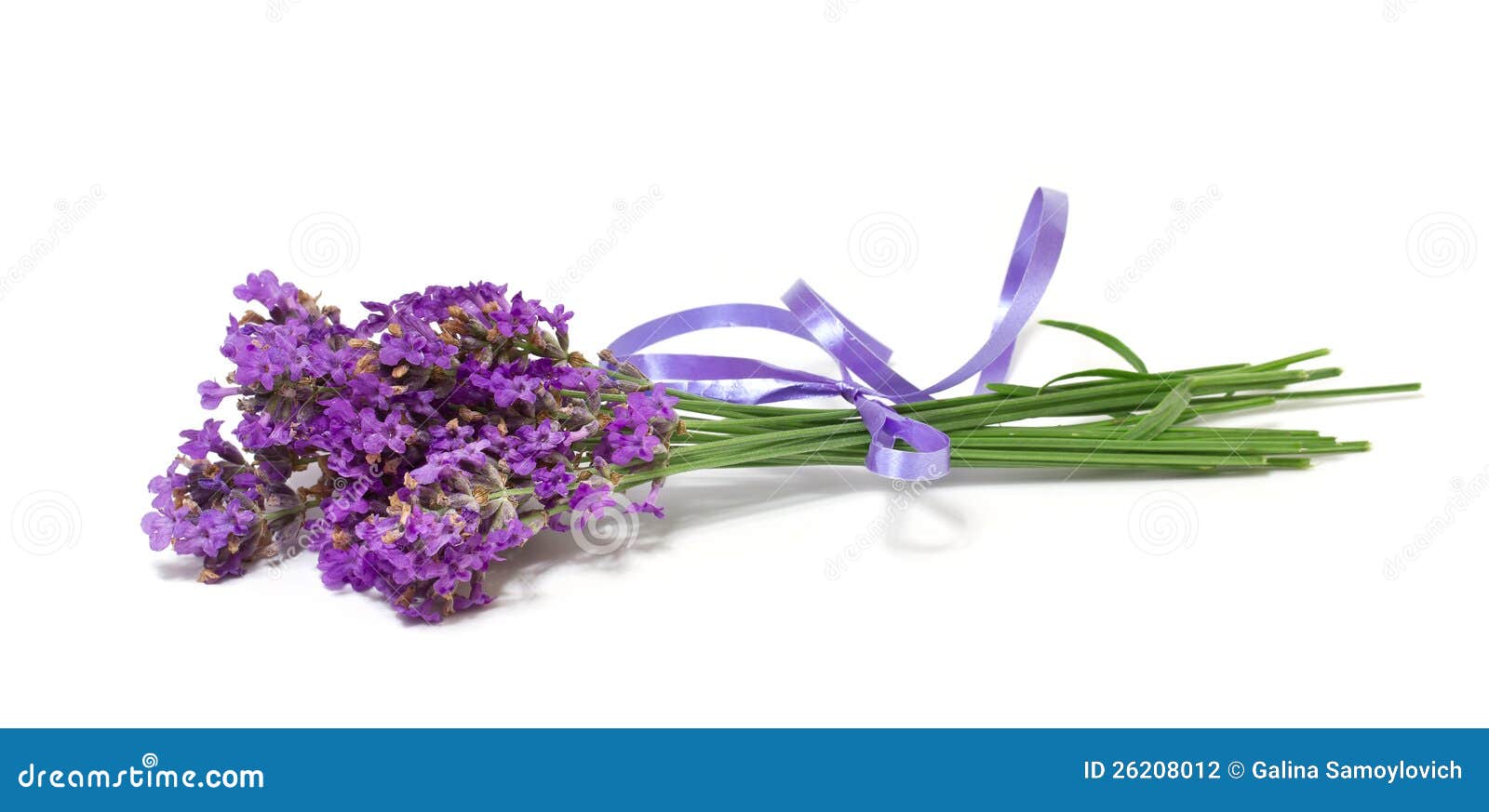 Bunch of lavender stock photo. Image of beautiful, beauty - 26208012