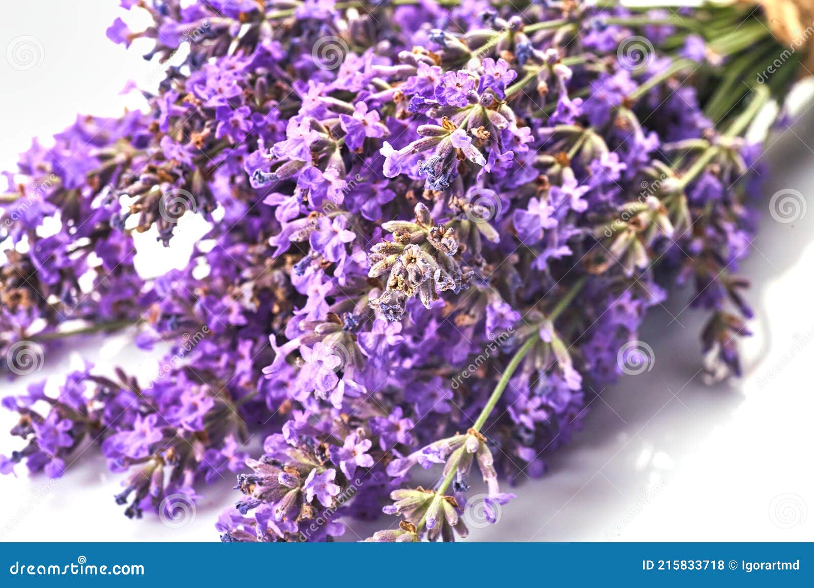 Bunch of Lavender Flowers Isolated Stock Photo Image of lavender, decoration 215833718