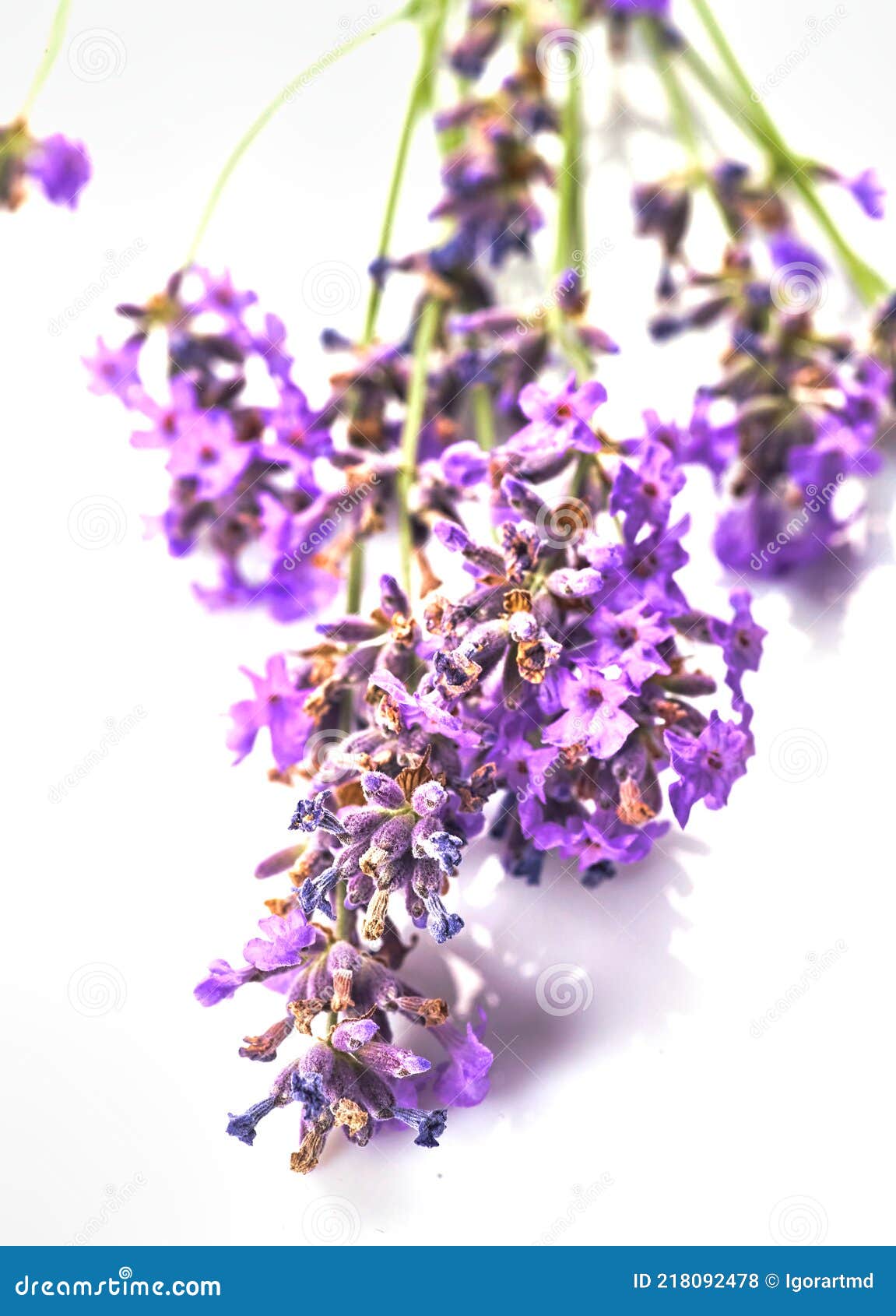 Bunch of Lavender Flowers Isolated Stock Photo Image of bloom, fresh 218092478