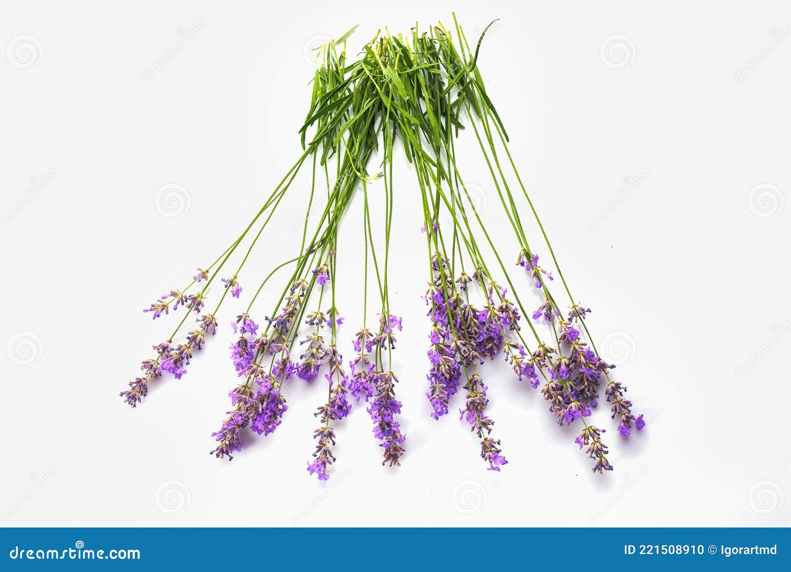 Bunch of Lavender Flowers Isolated Stock Photo Image of aroma, detail 221508910