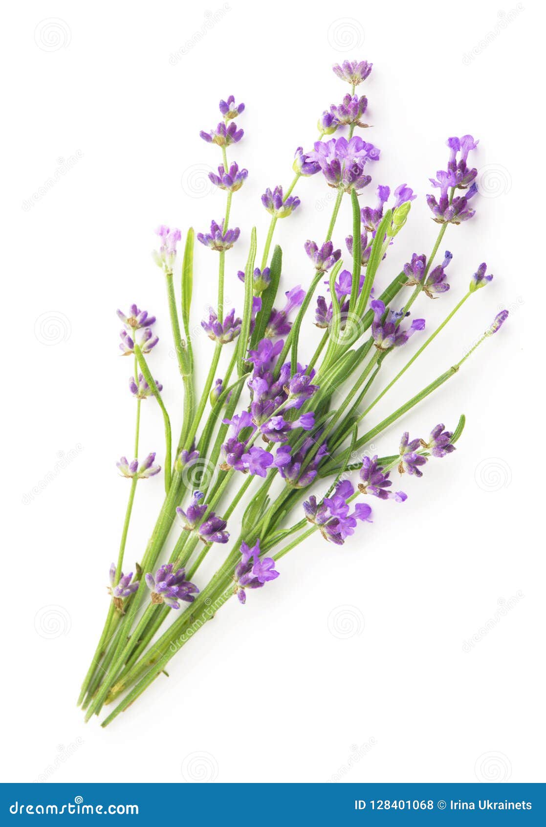 Bunch of Lavender Flowers on a White Background Stock Photo Image of