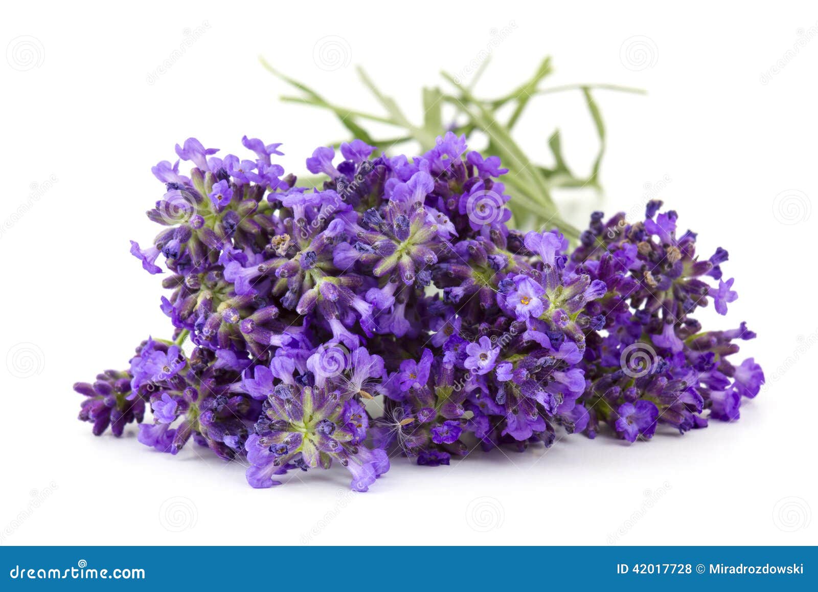 Bunch of lavender flowers stock photo. Image of lavender 42017728