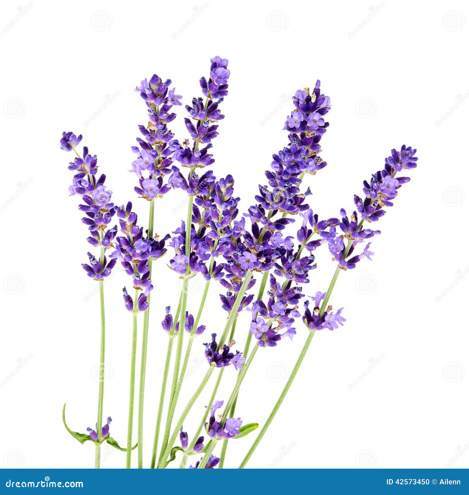 Bunch of Lavender Flowers on White Background Stock Photo Image of