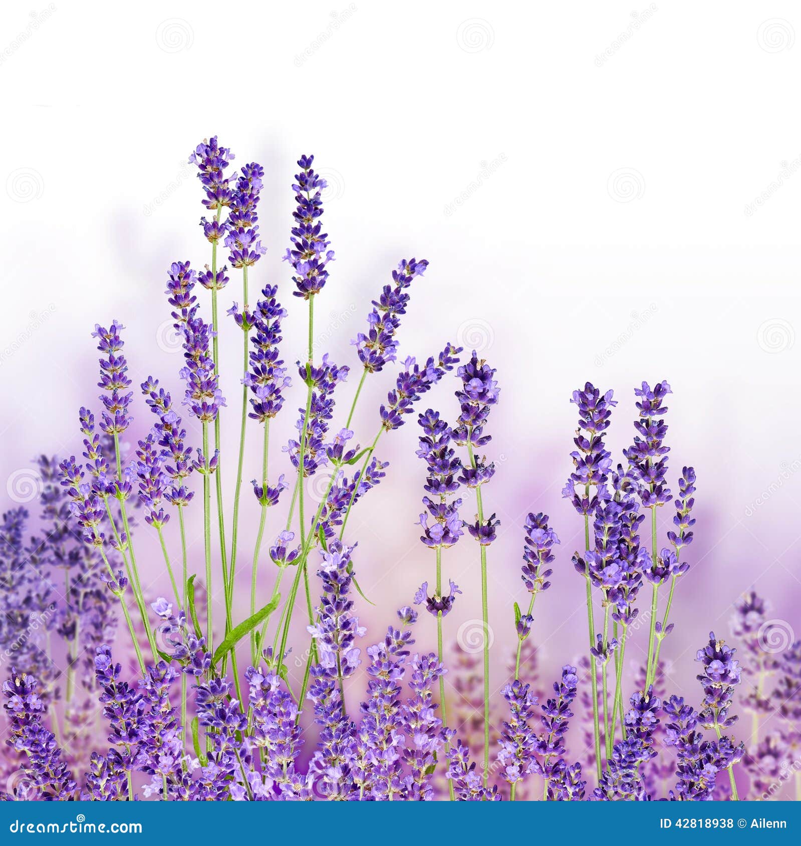 bunch of lavender flowers on white background