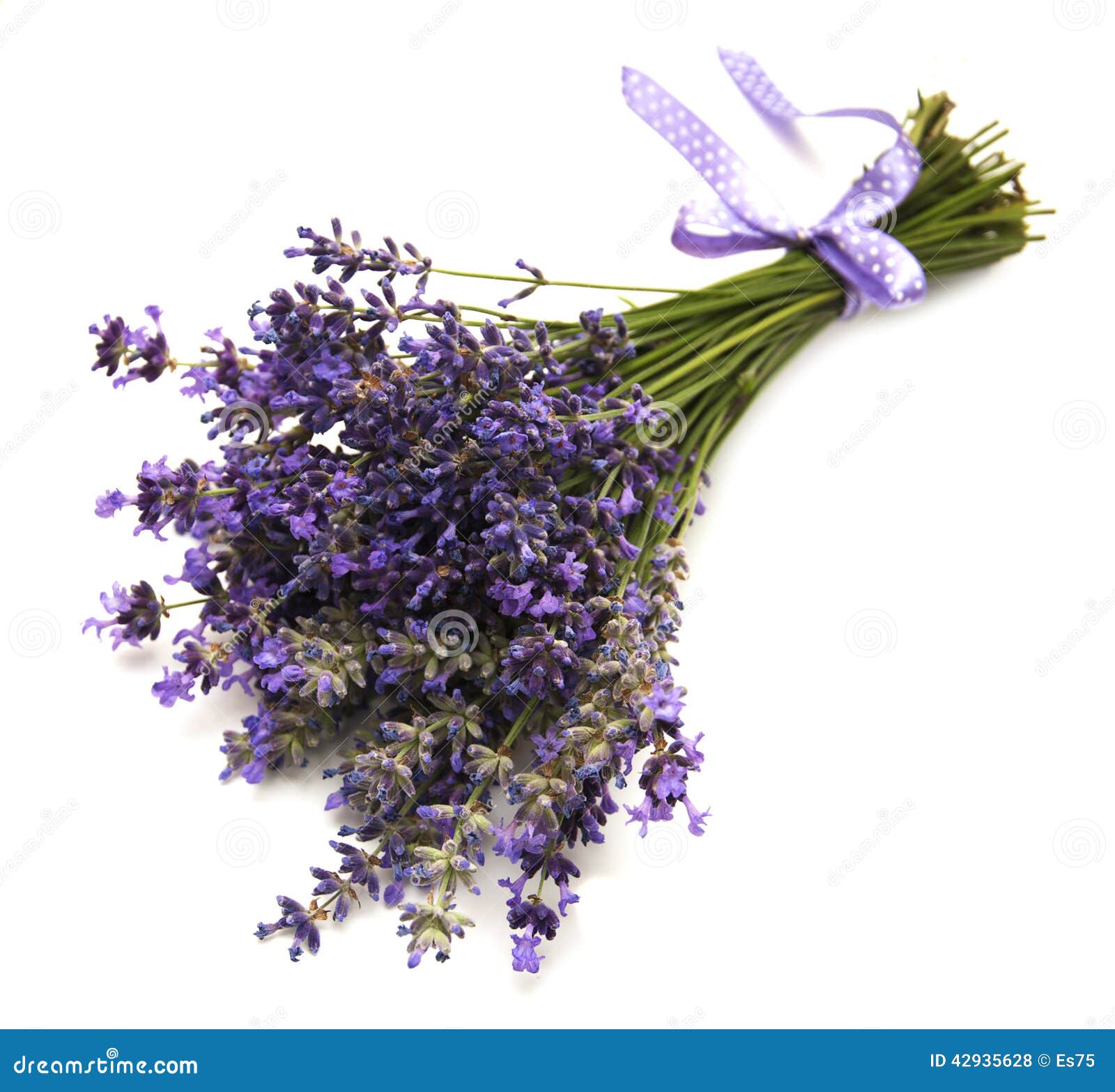 Bunch of lavender flowers stock photo. Image of bouquet 42935628