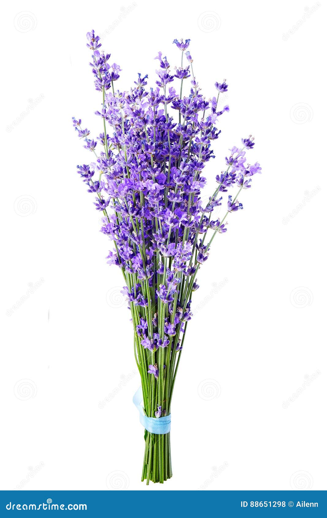 Bunch of Lavender Flowers on White Background Stock Photo Image of