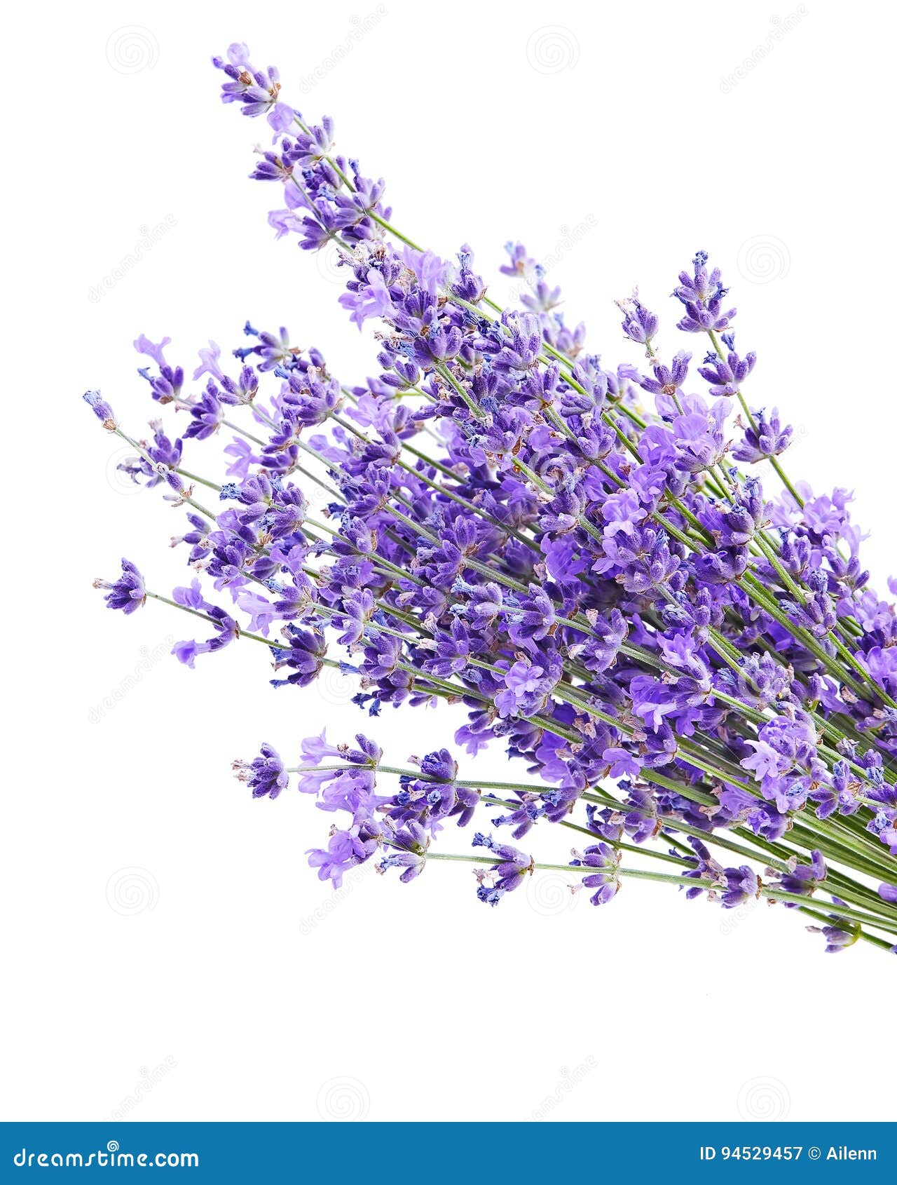 Bunch of Lavender Flowers on White Background Stock Image Image of gardening, fresh 94529457