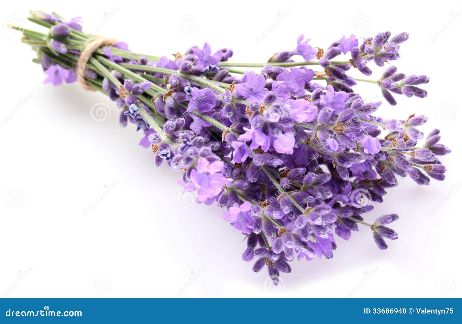 Bunch of lavender. stock photo. Image of herbal, bunch - 33686940