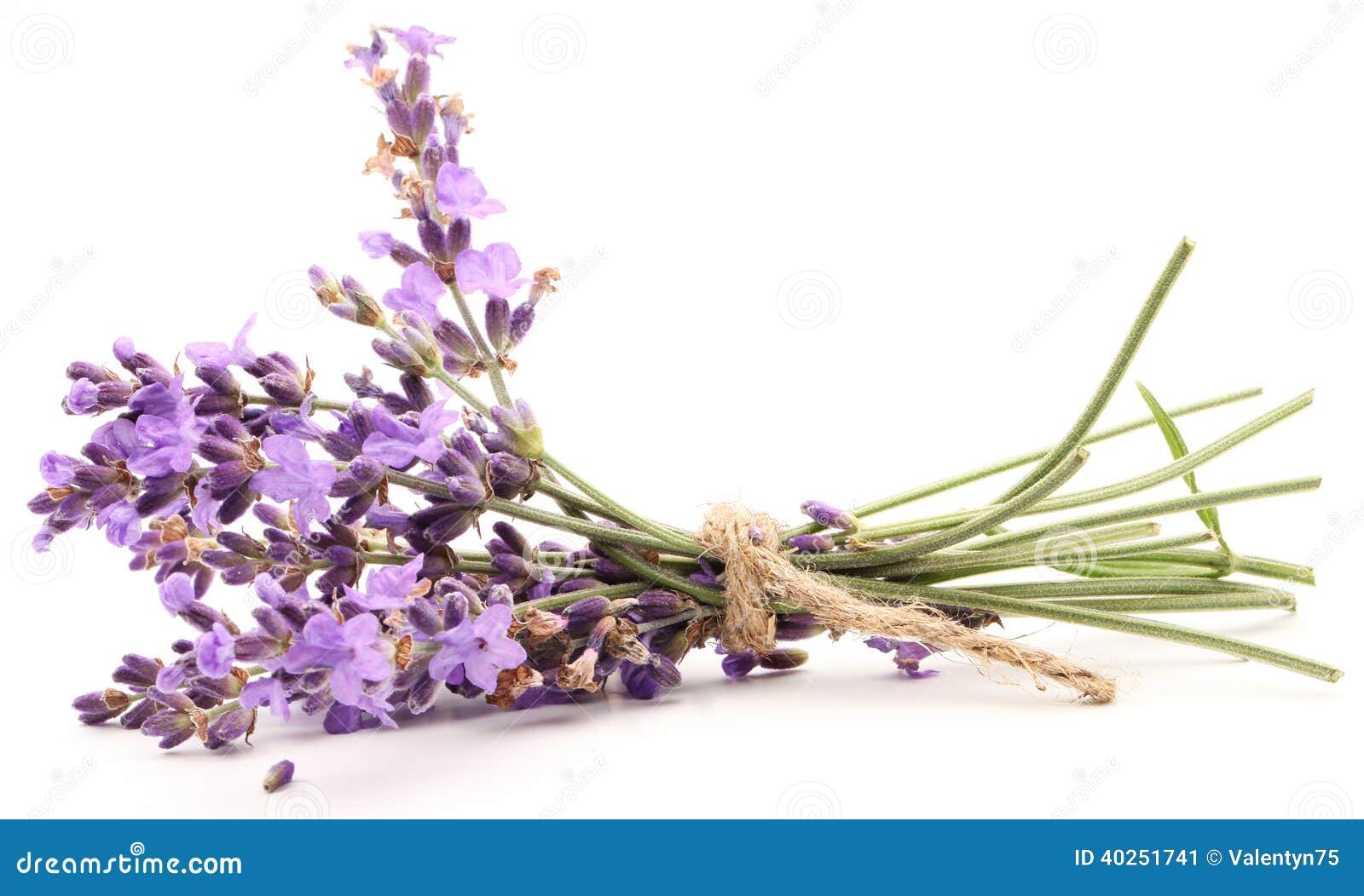 Bunch of lavender. stock image. Image of aroma, healthy - 40251741