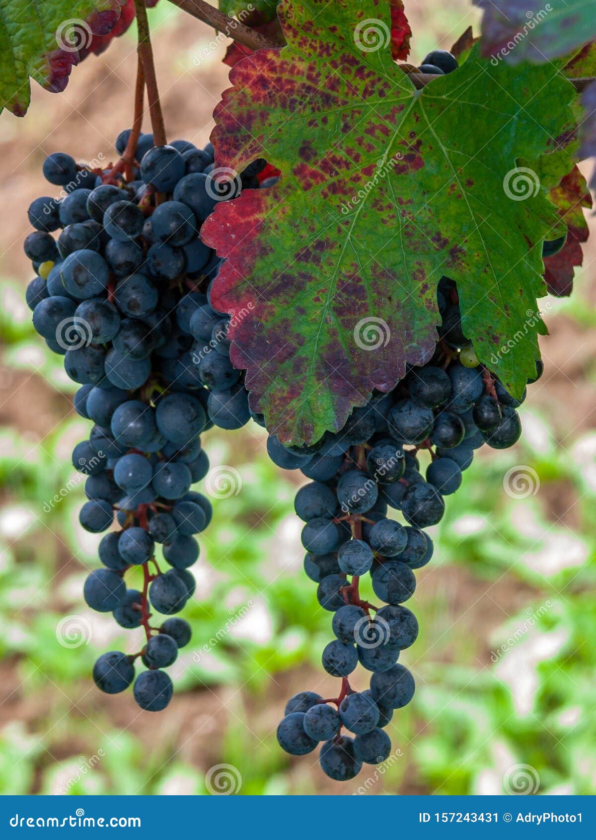bunch and leaves of grape cluster lambrusco di modena, italy